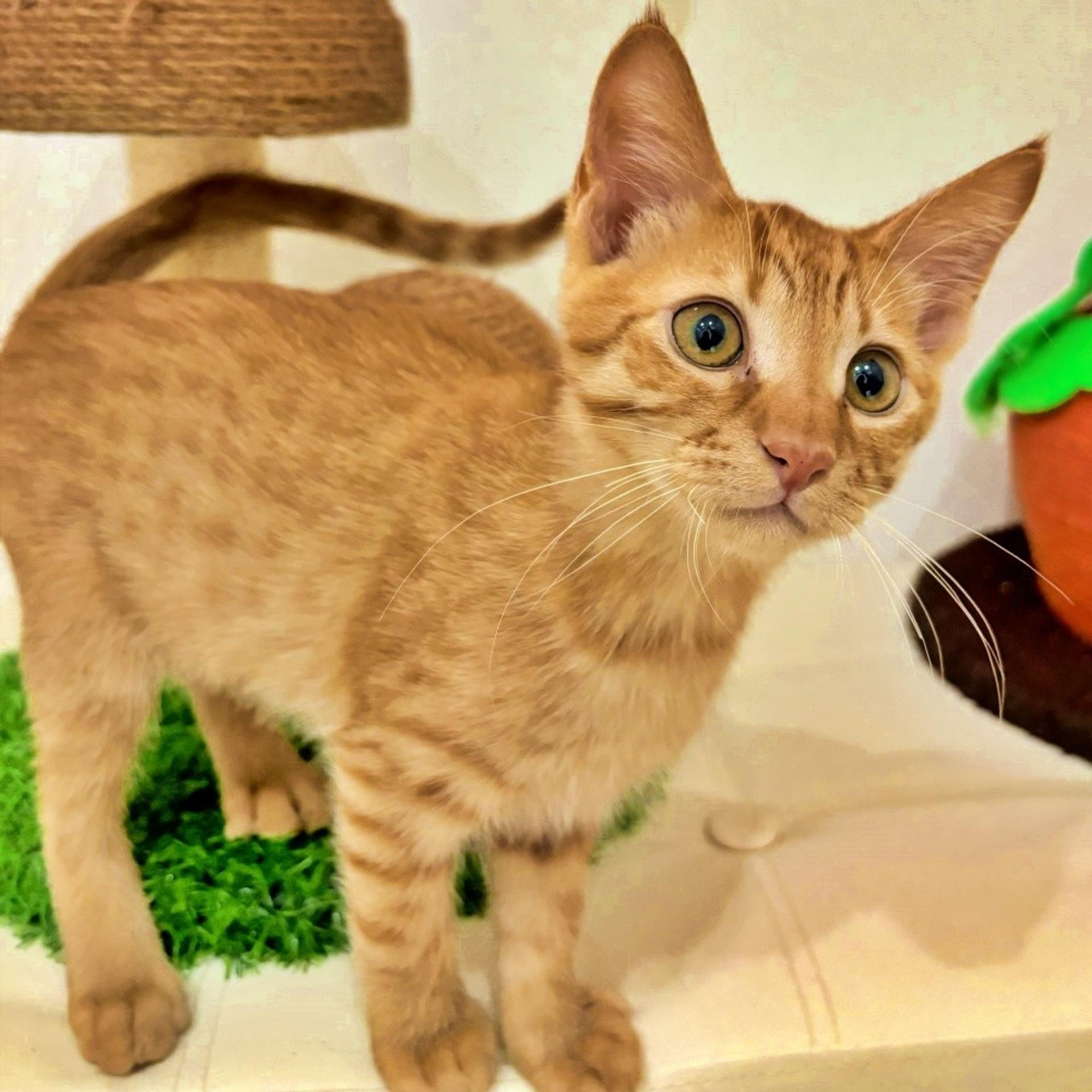 pet-image-4