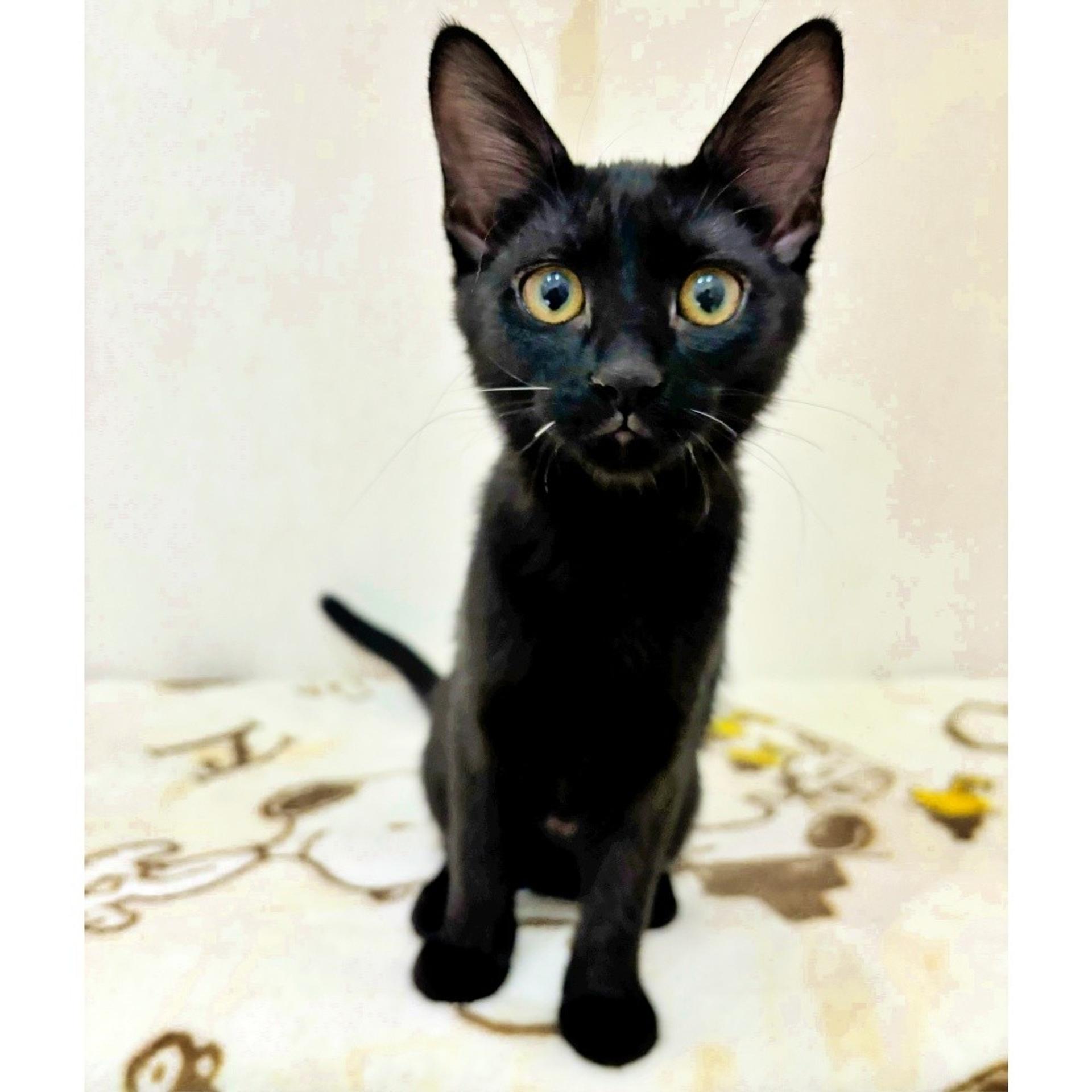 pet-image-2