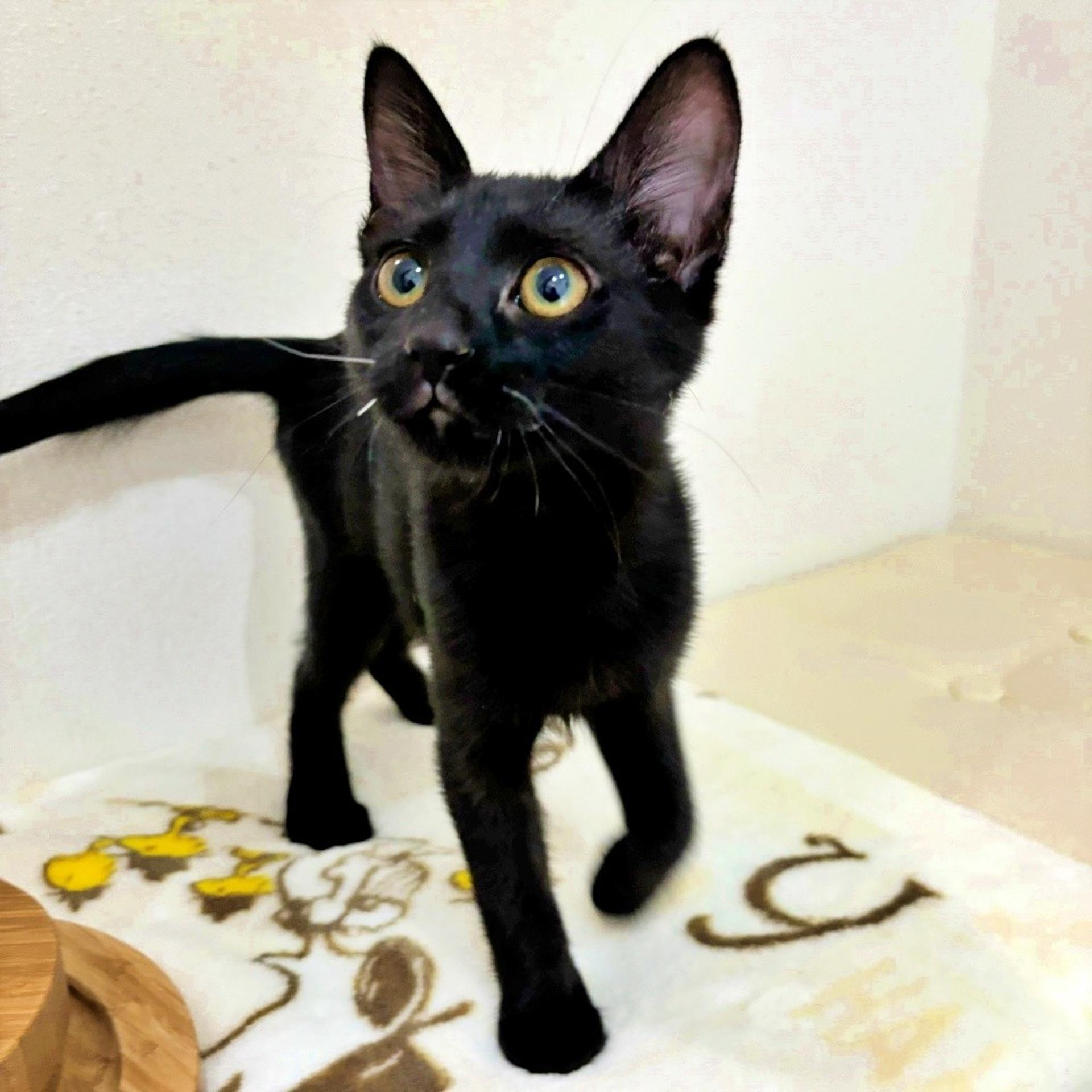 pet-image-3