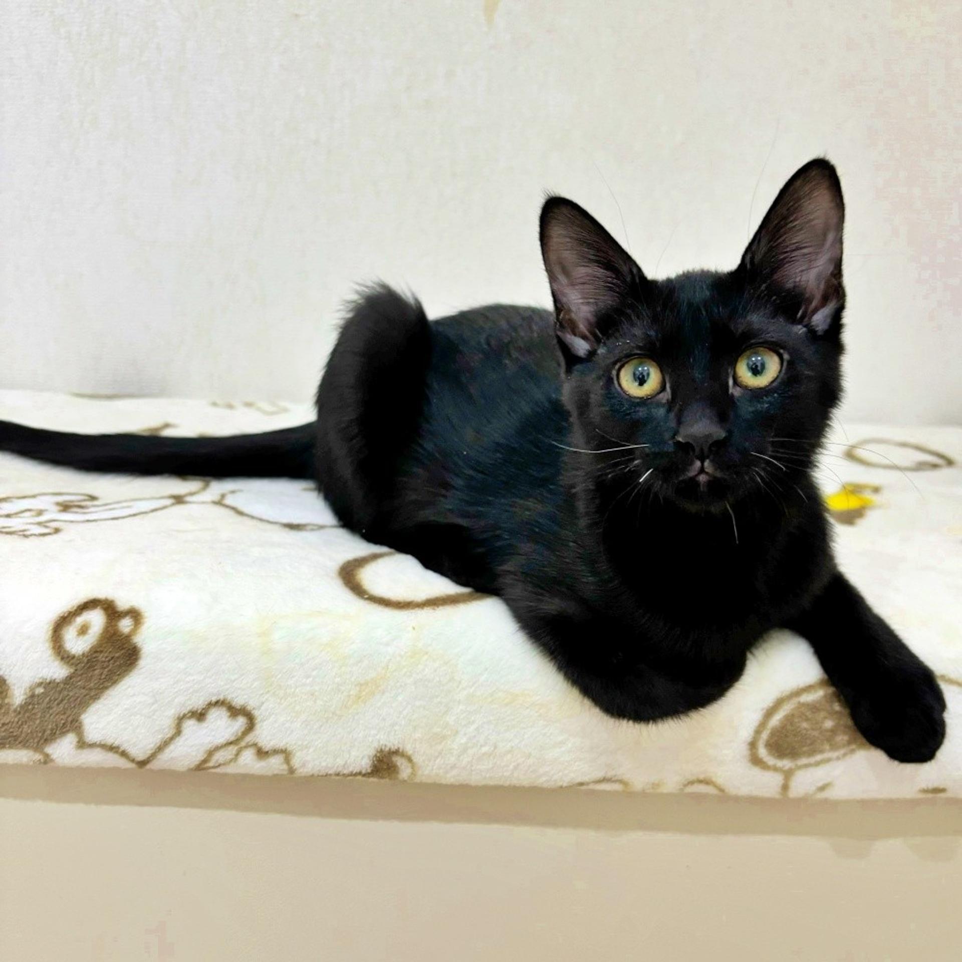 pet-image-4
