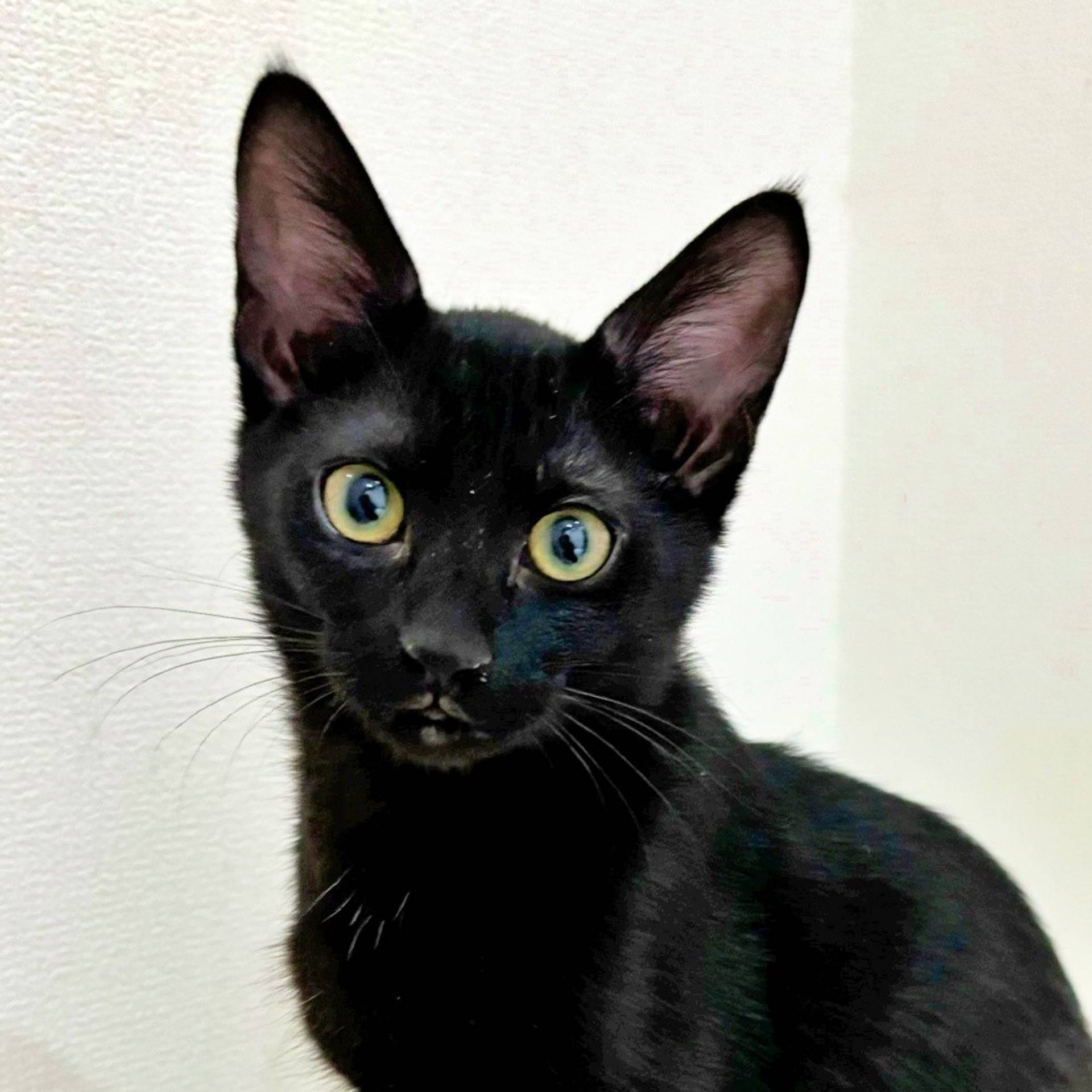 雑種（ミックス猫）・メスの里親募集の写真