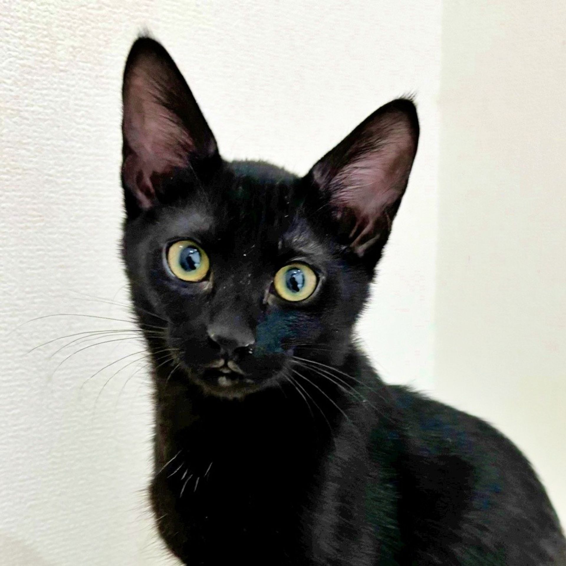 雑種（ミックス猫）・メスの里親募集の写真
