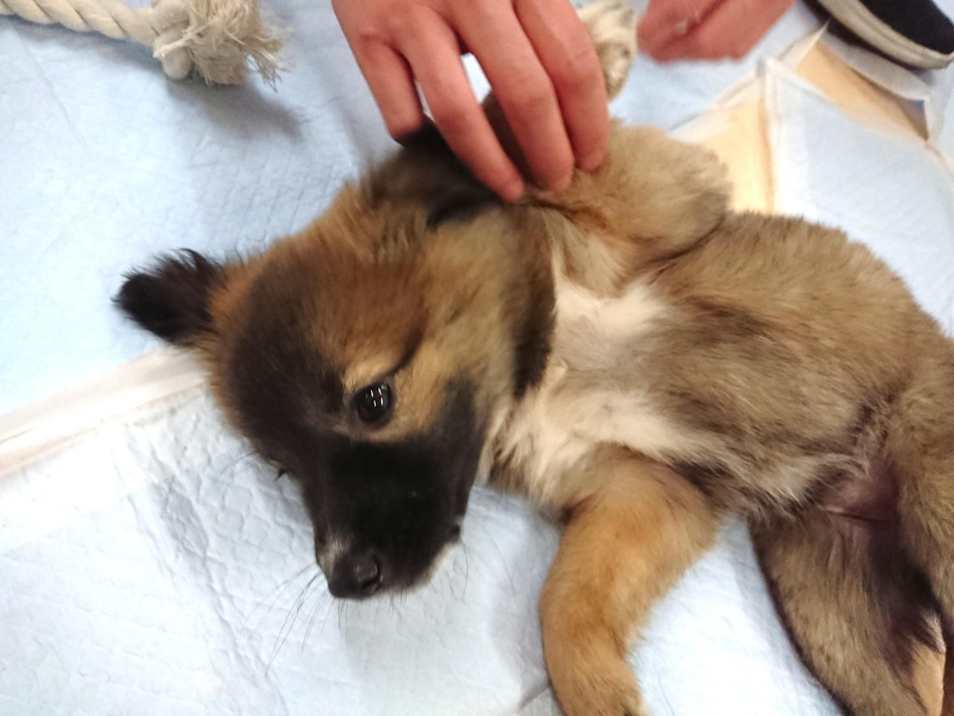 pet-image-2
