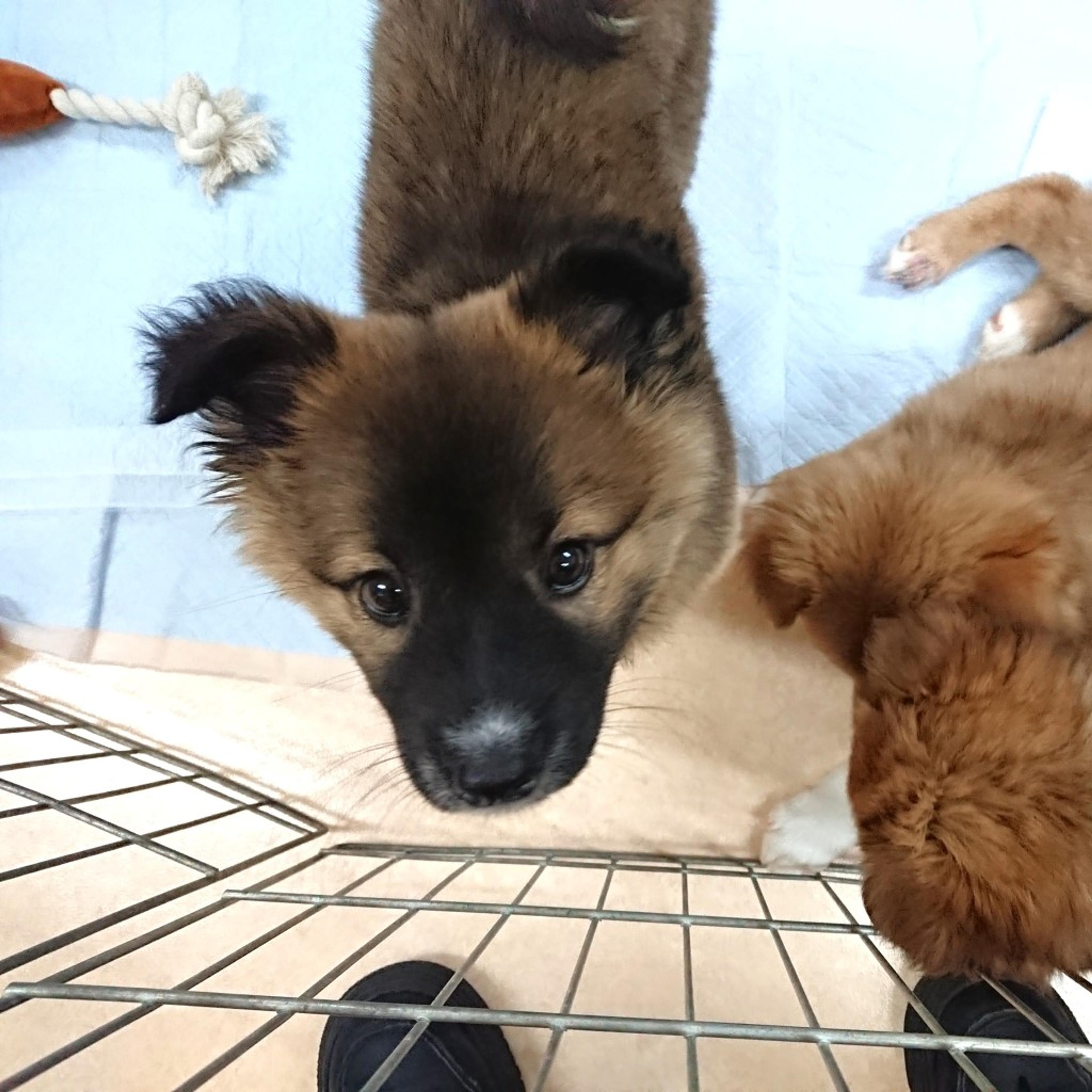 pet-image-3