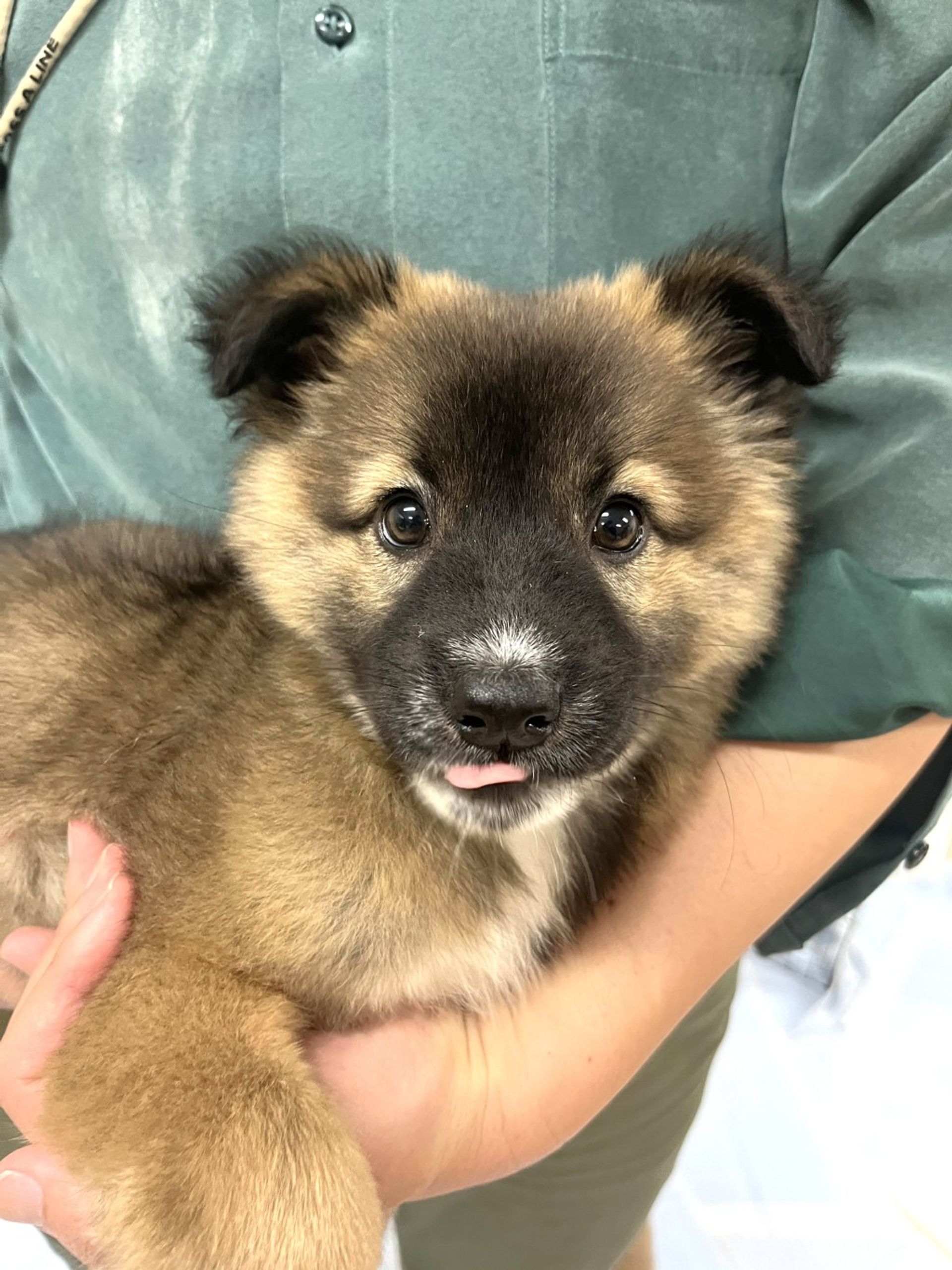 雑種（ミックス犬）・メスの里親募集の写真
