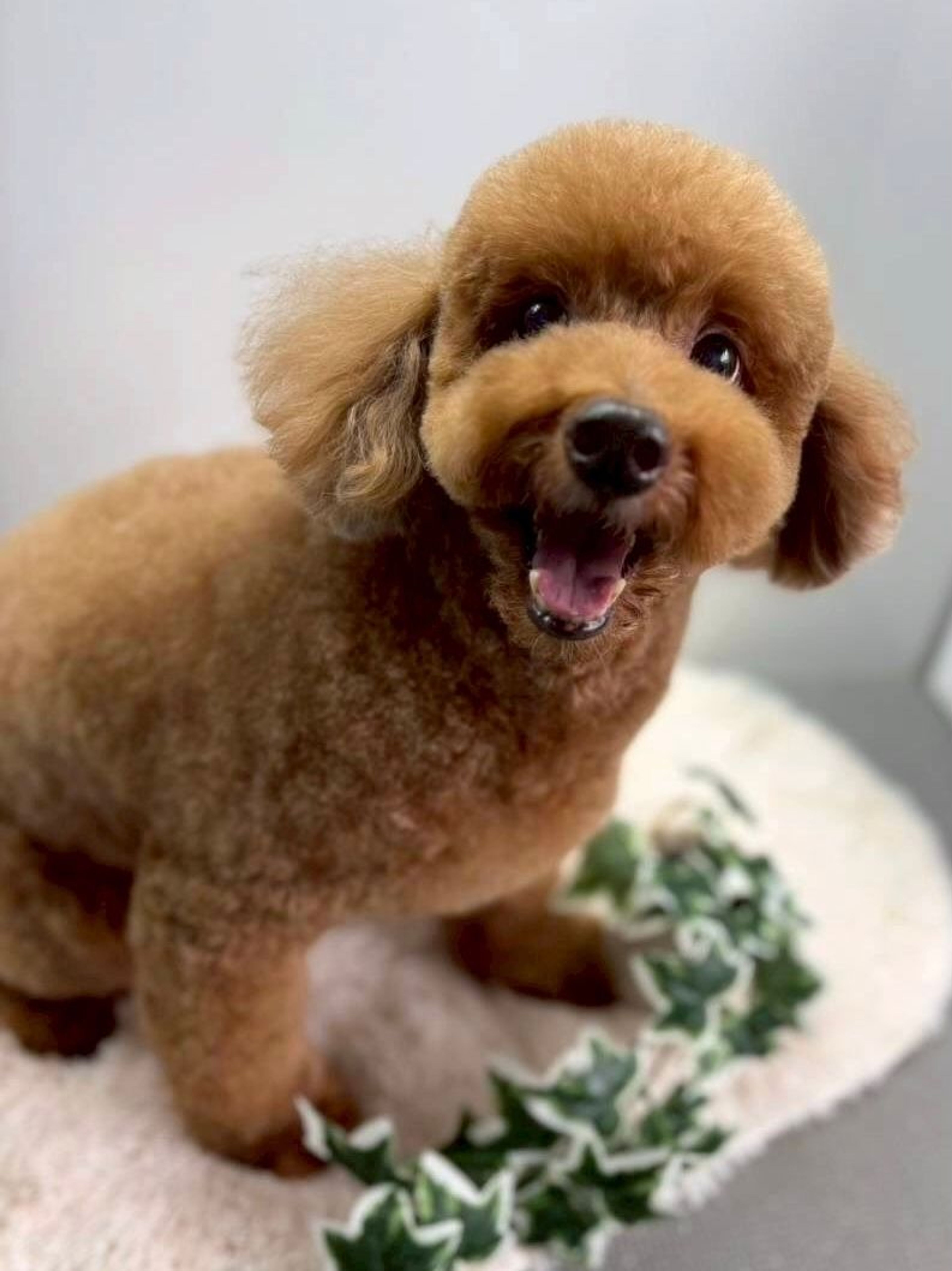 ミディアムプードル・オスの里親募集の写真