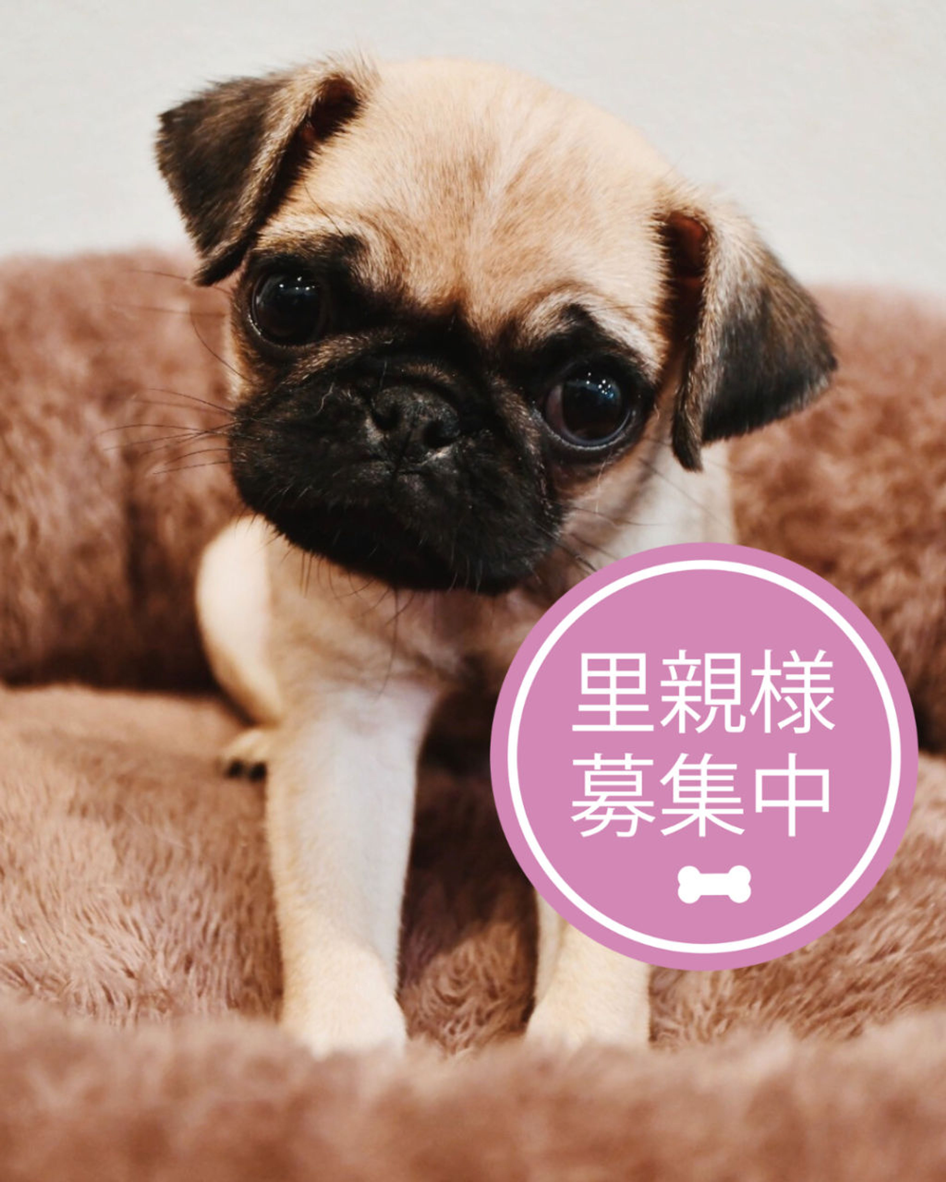 パグ・メスの里親募集の写真