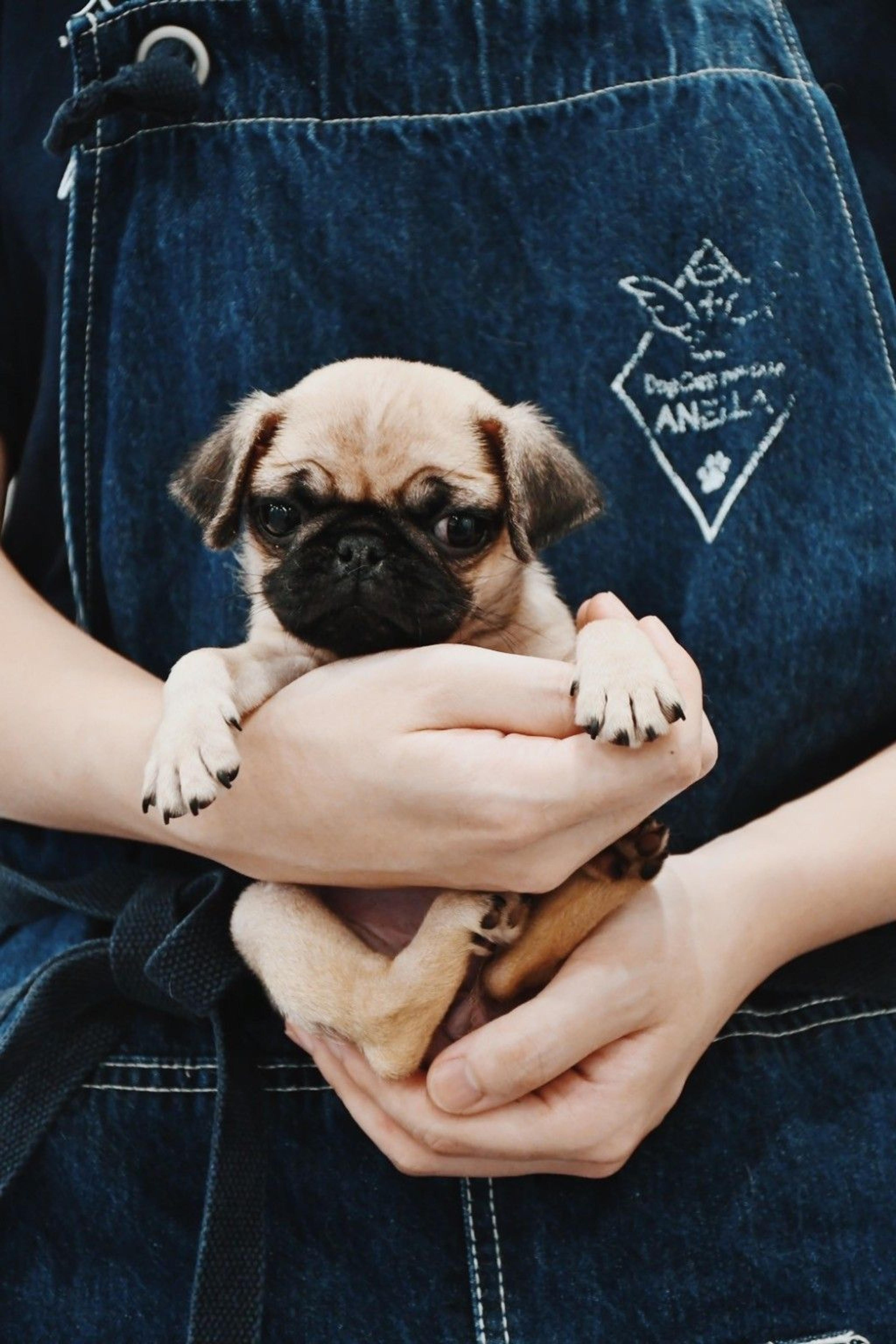 pet-image-3