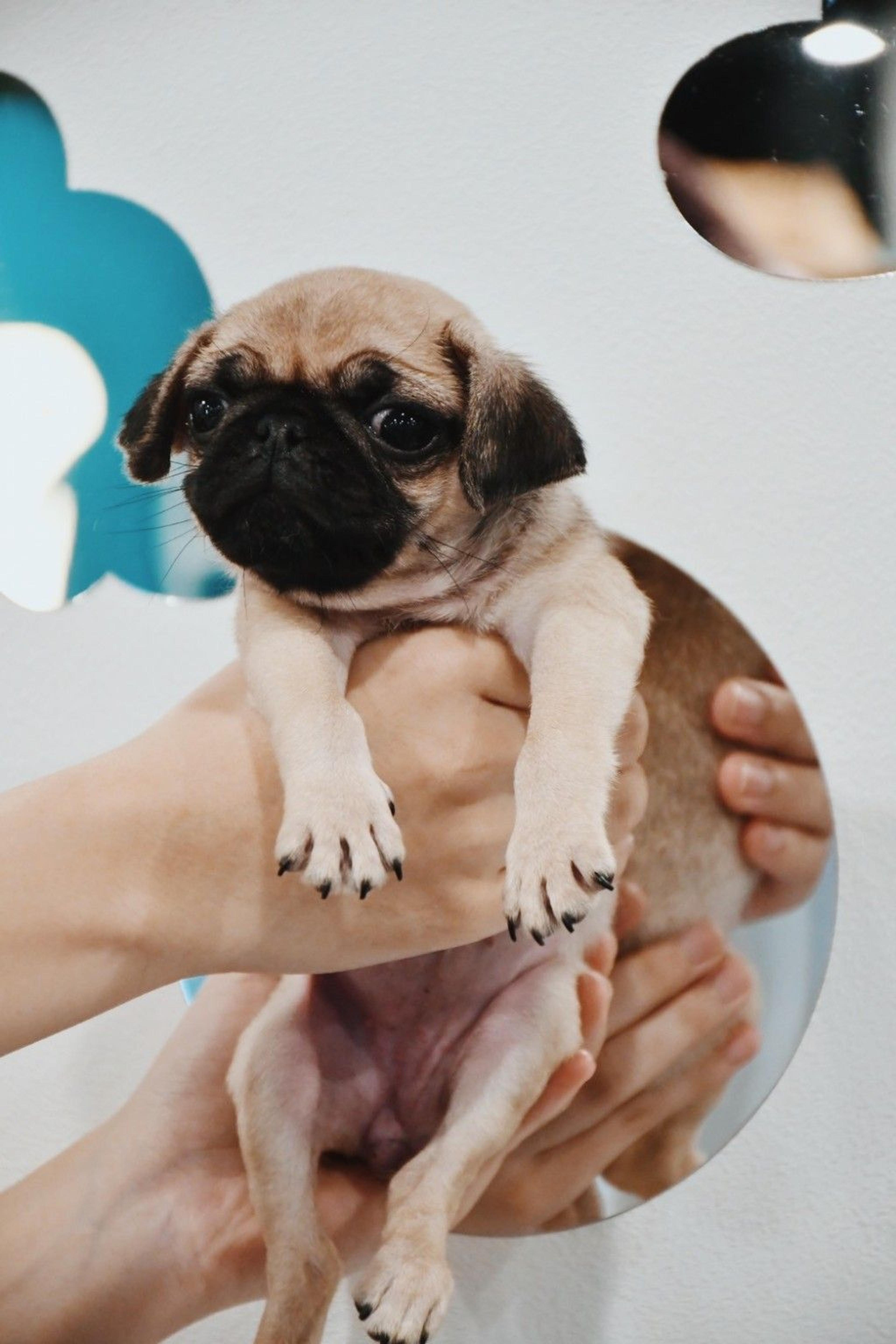 pet-image-4