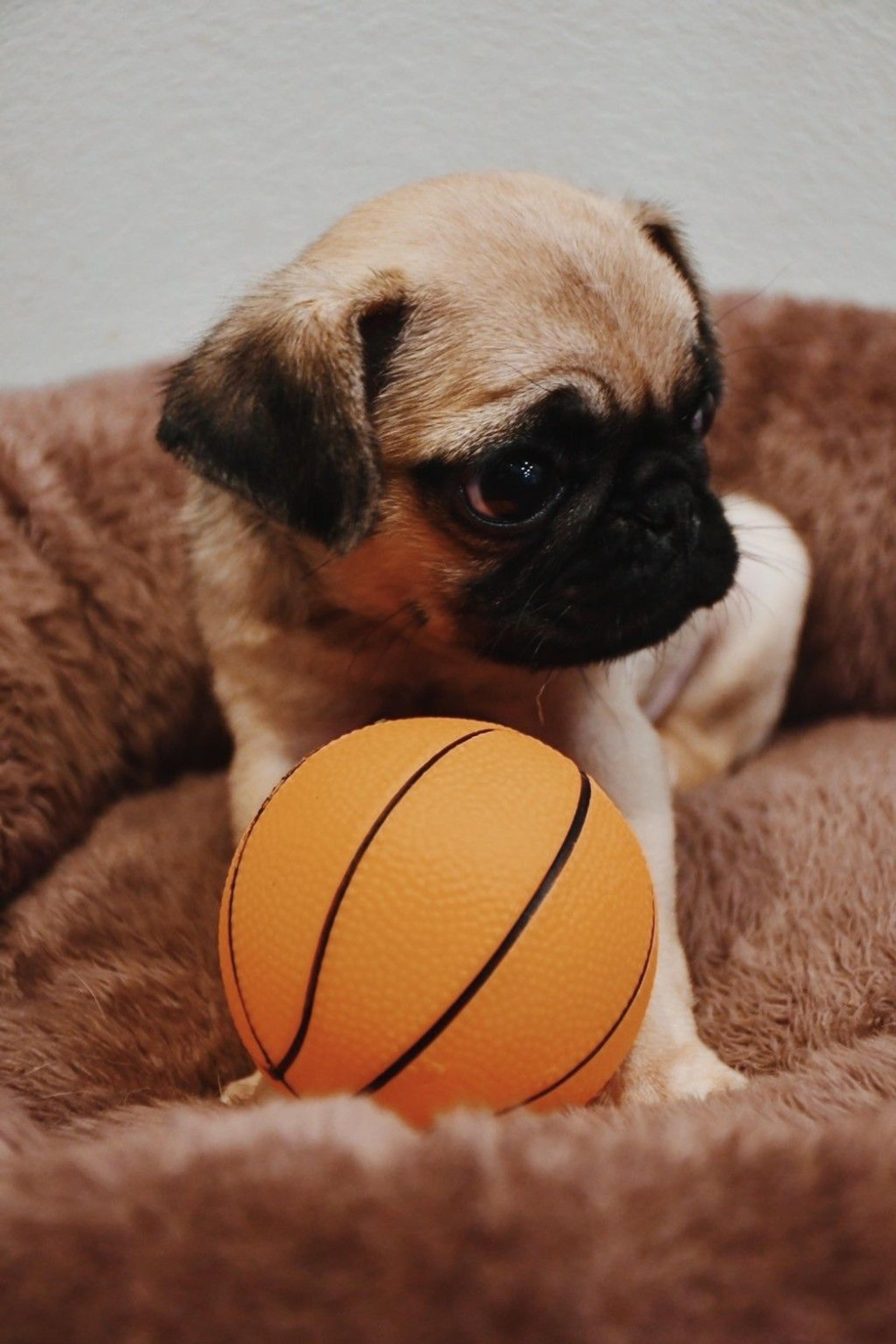 pet-image-5