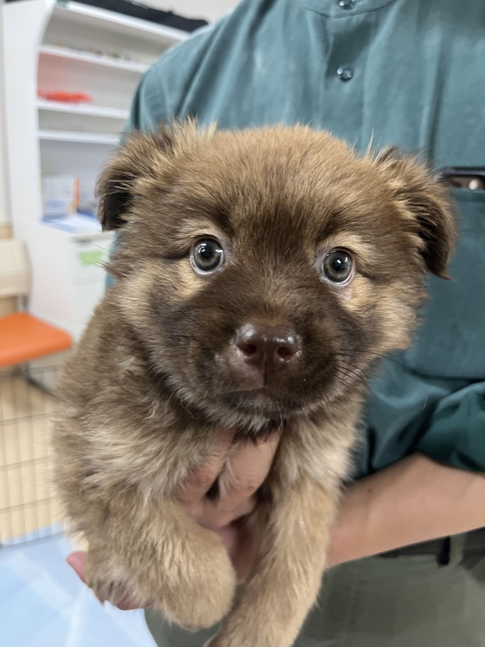 雑種（ミックス犬）・メスの里親募集の写真