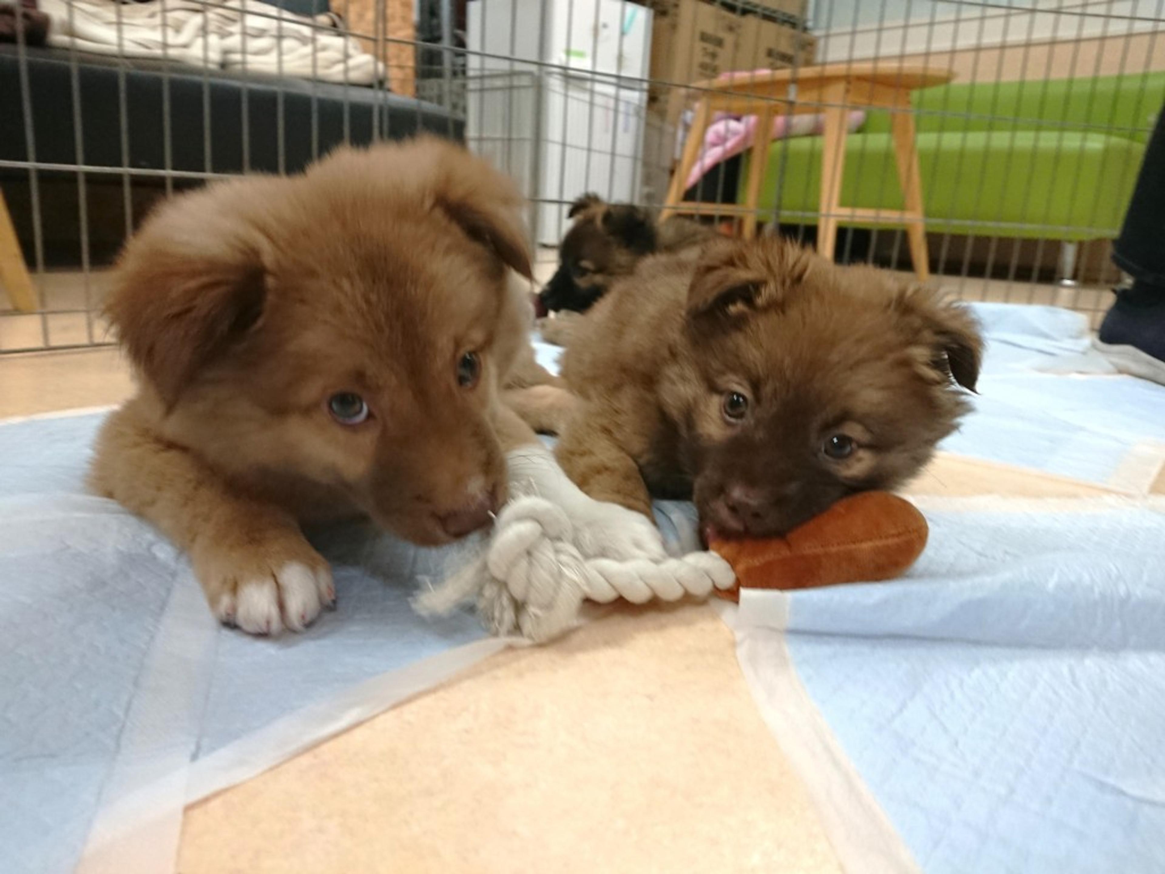 pet-image-4