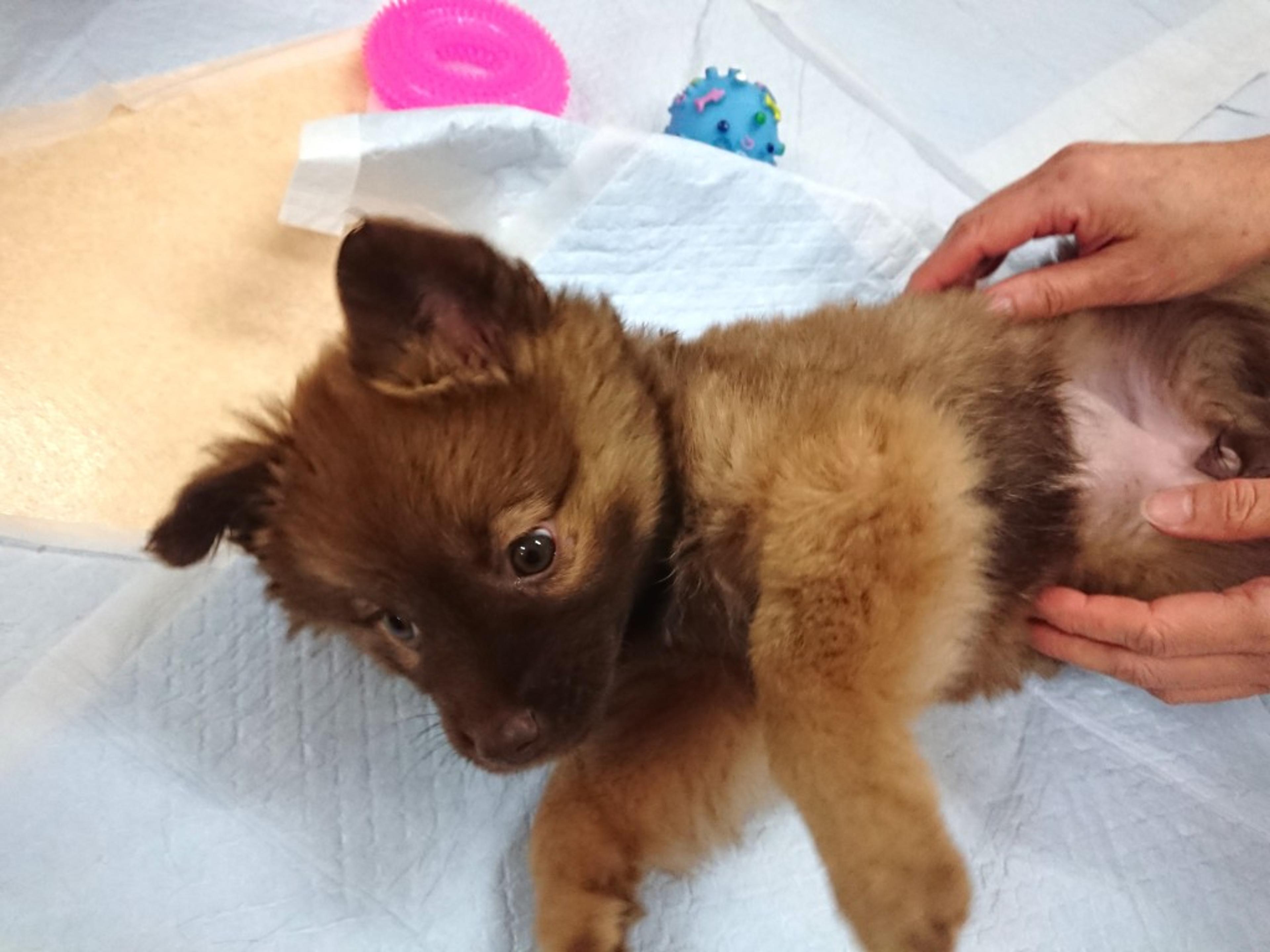 pet-image-2