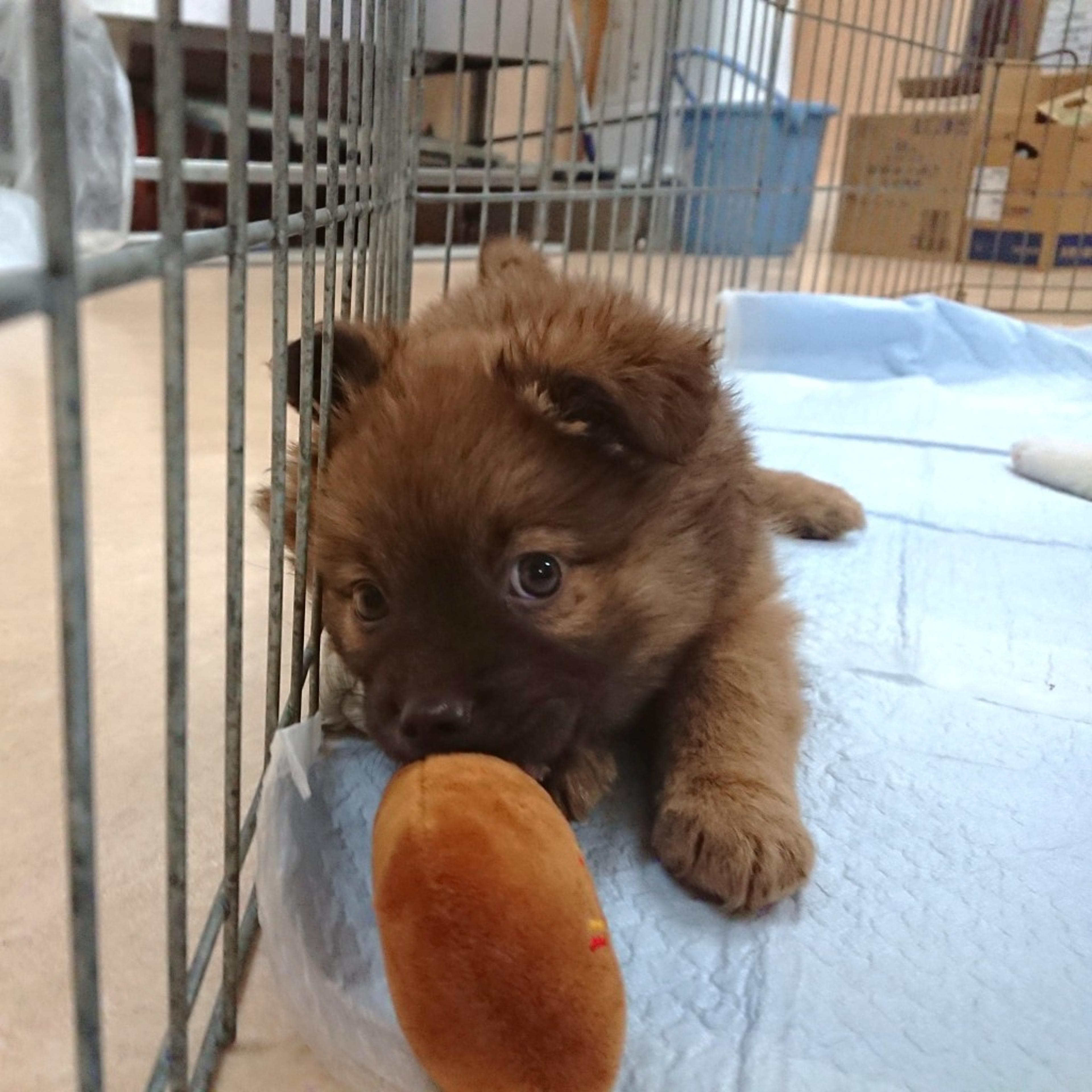 pet-image-3