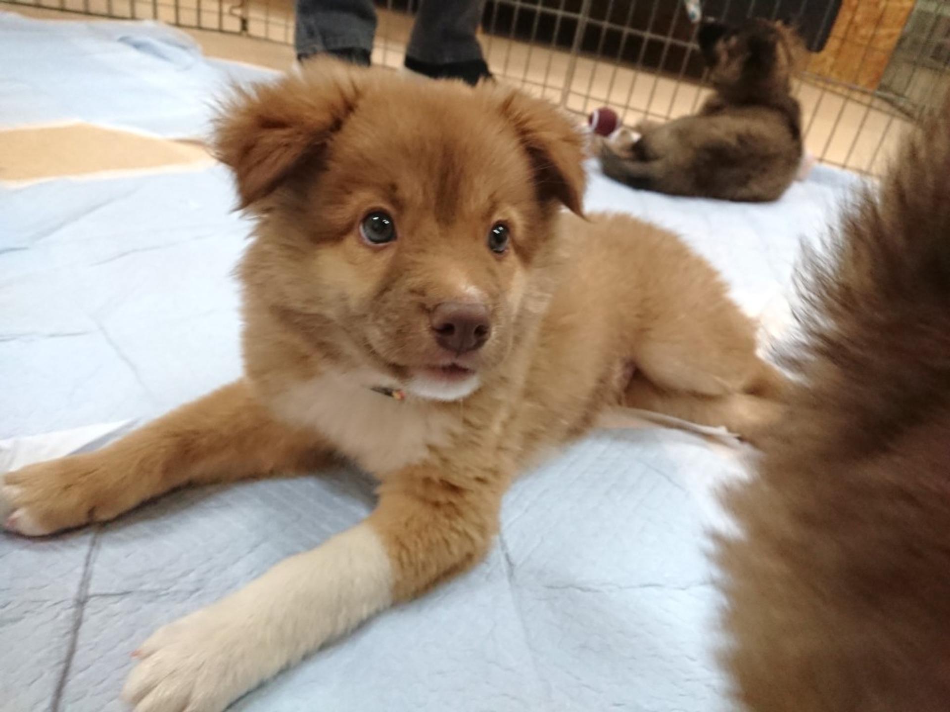 pet-image-3