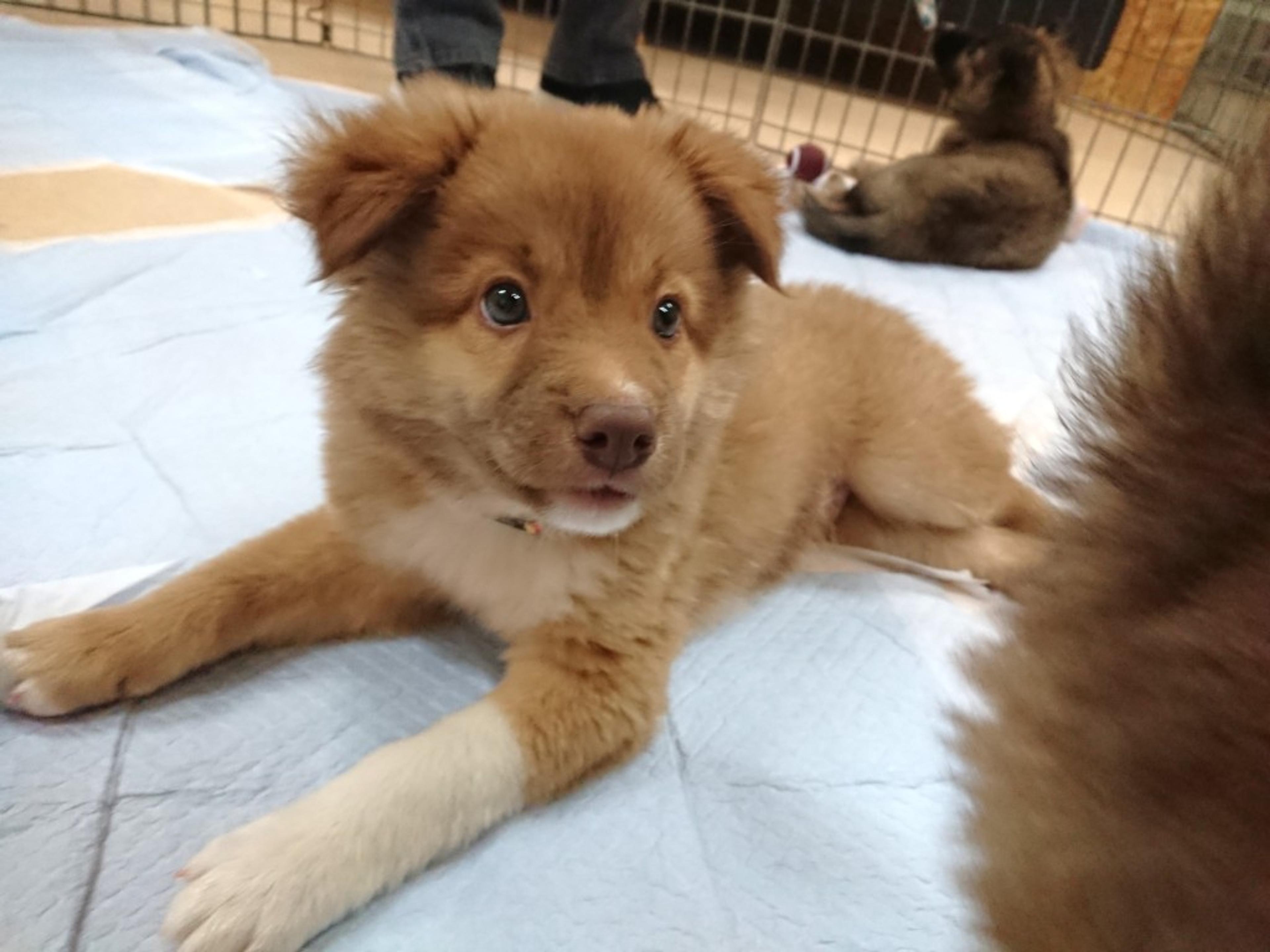 pet-image-3