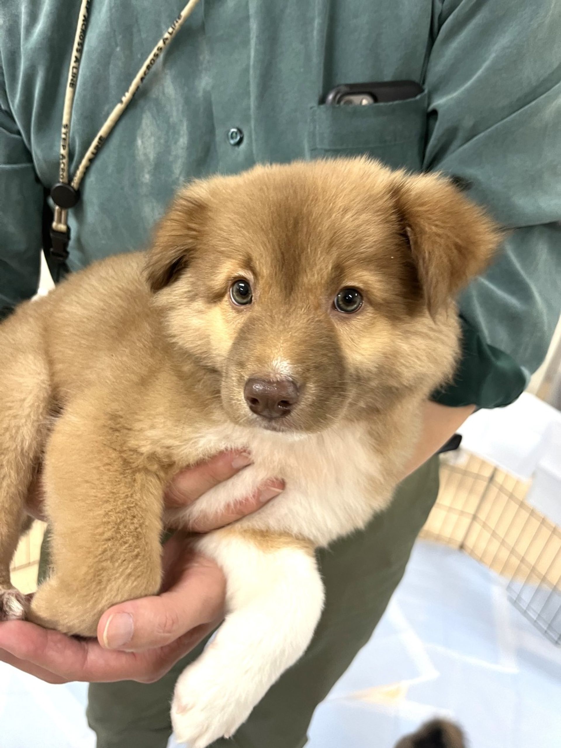 雑種（ミックス犬）・オスの里親募集の写真