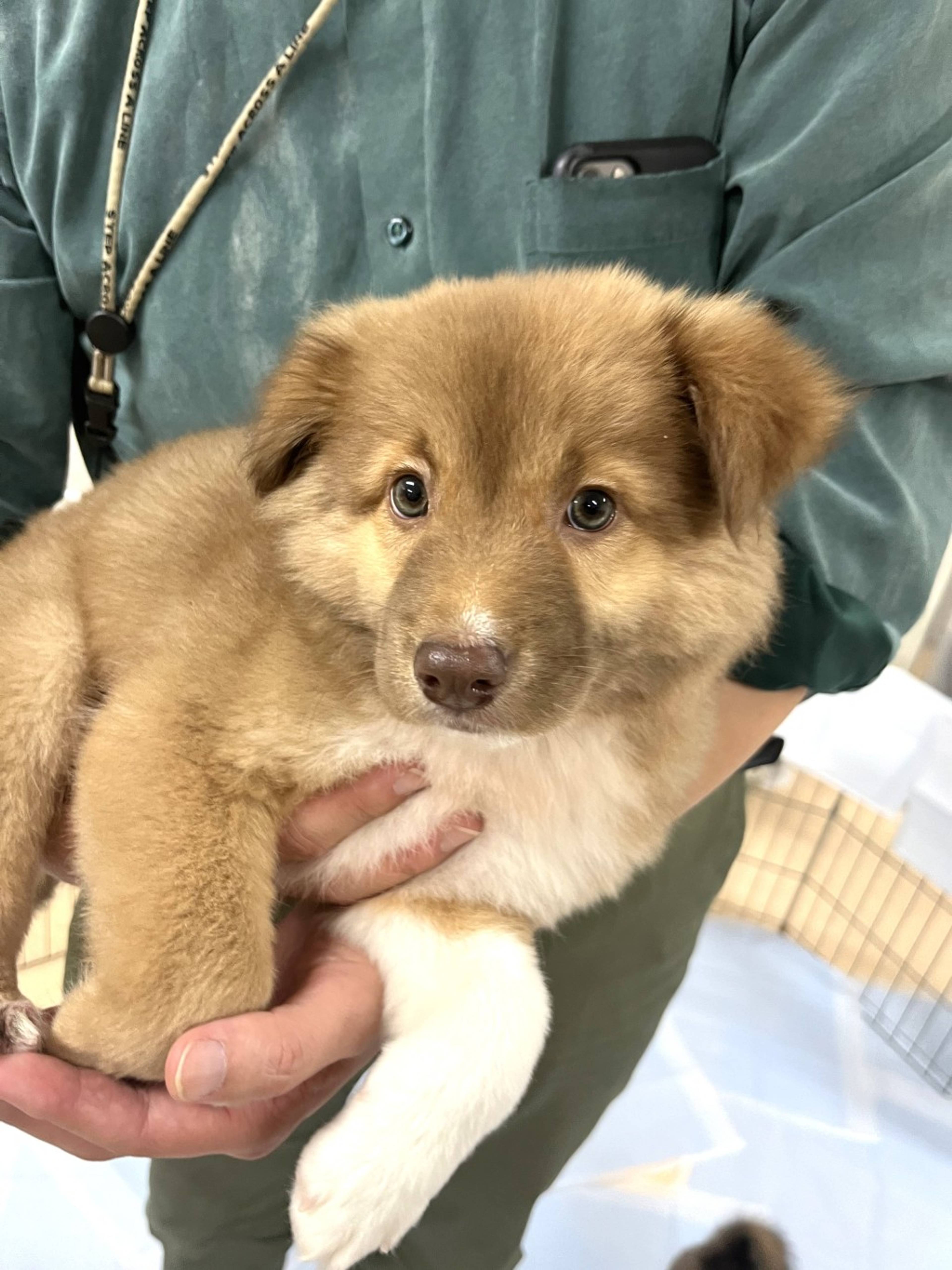 雑種（ミックス犬）・オスの里親募集の写真