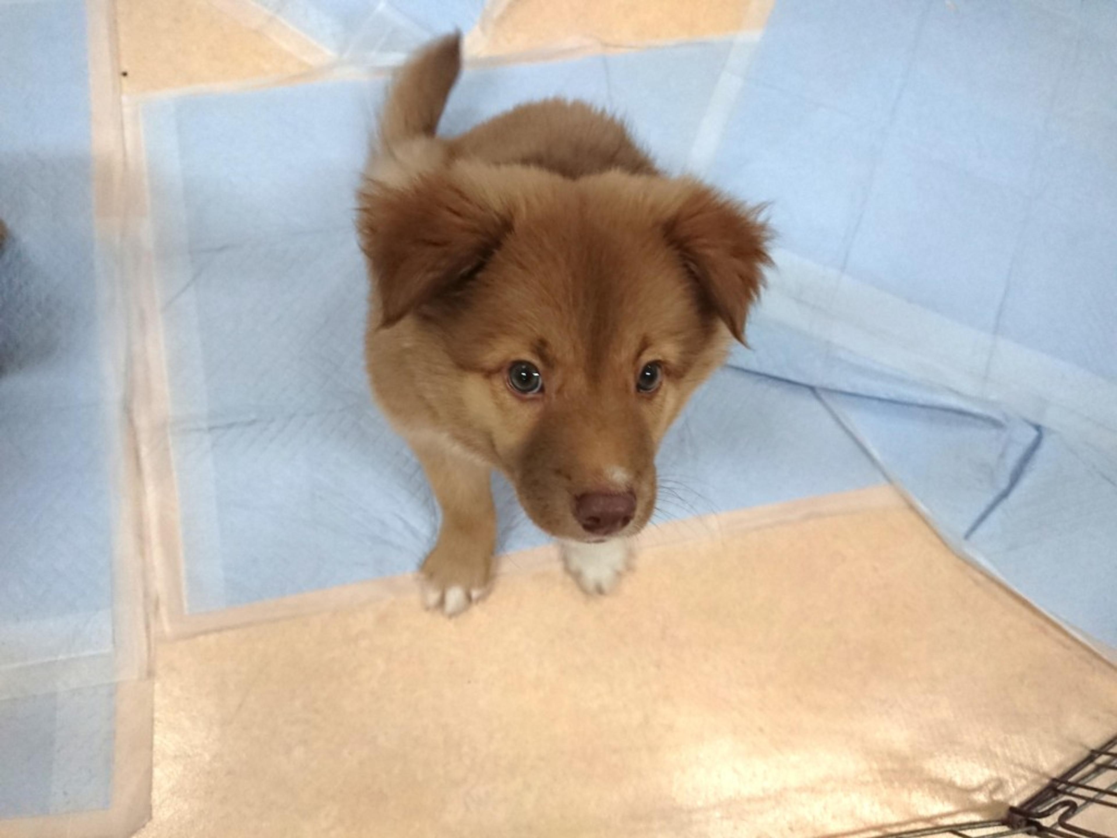 pet-image-2