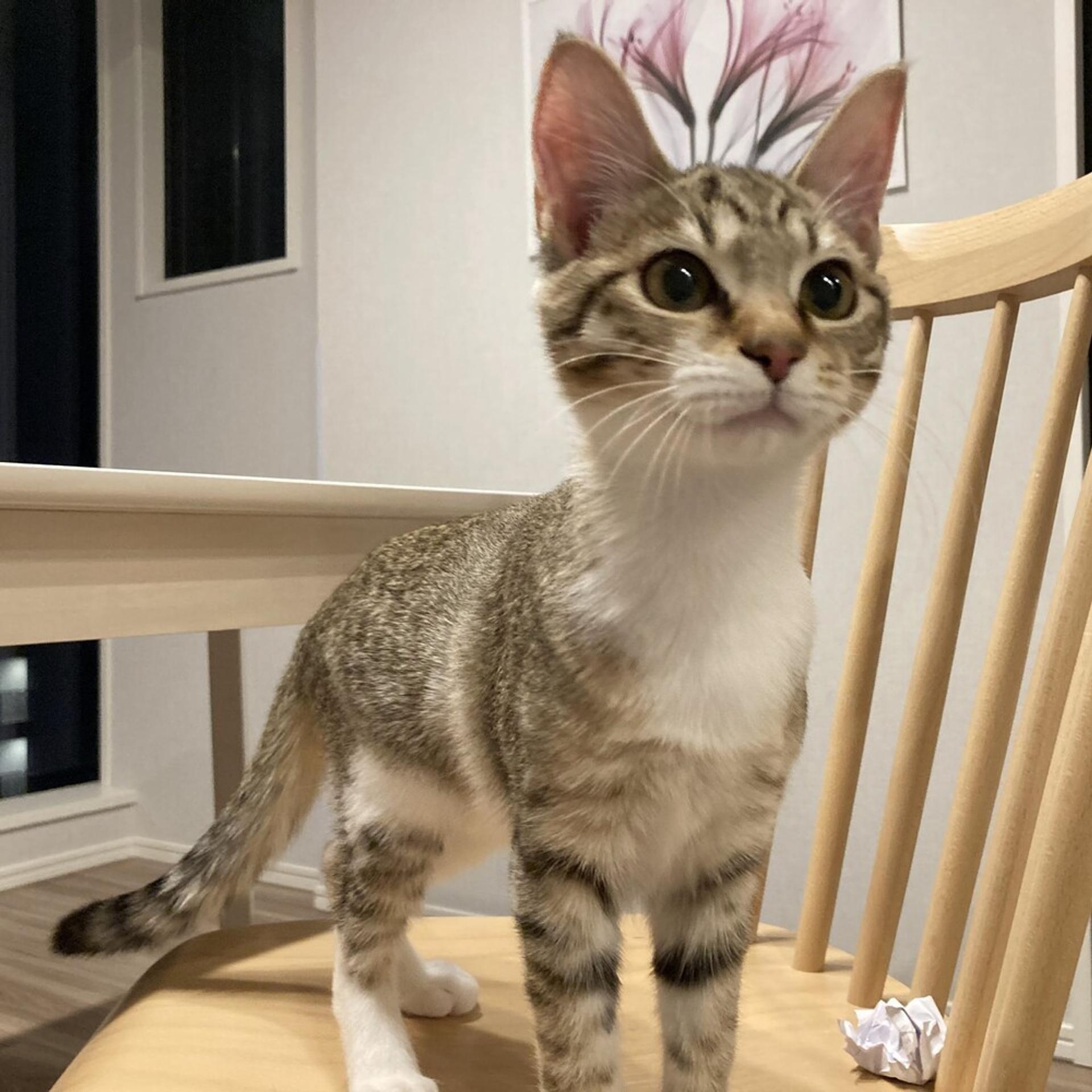 pet-image-3