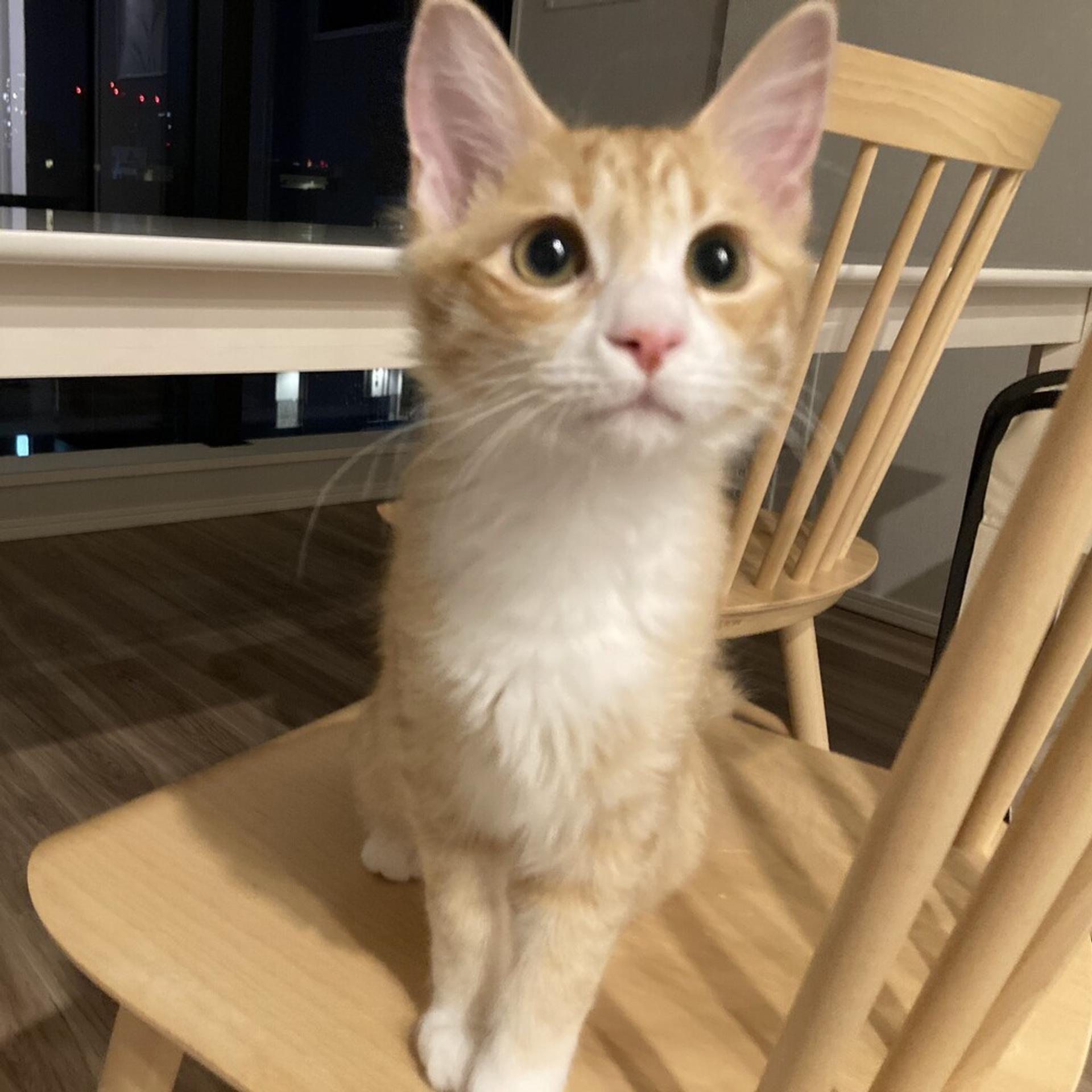 pet-image-9