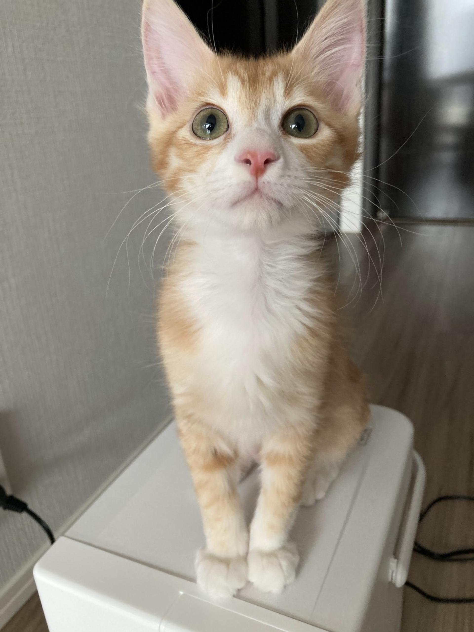 pet-image-8