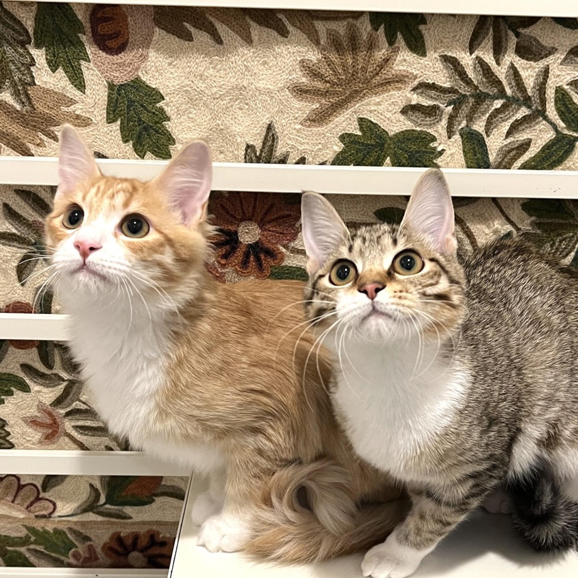 pet-image-7