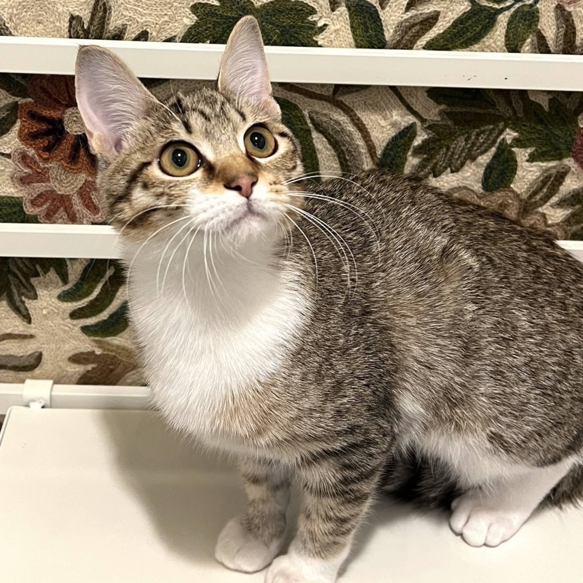 雑種（ミックス猫）・メスの里親募集の写真