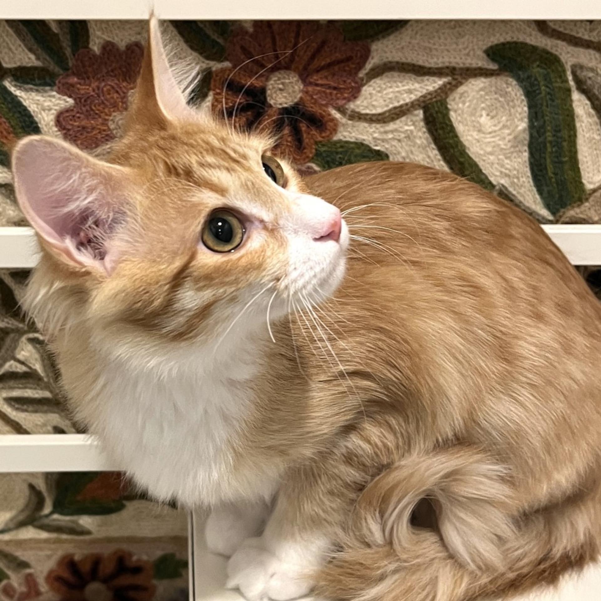 pet-image-5