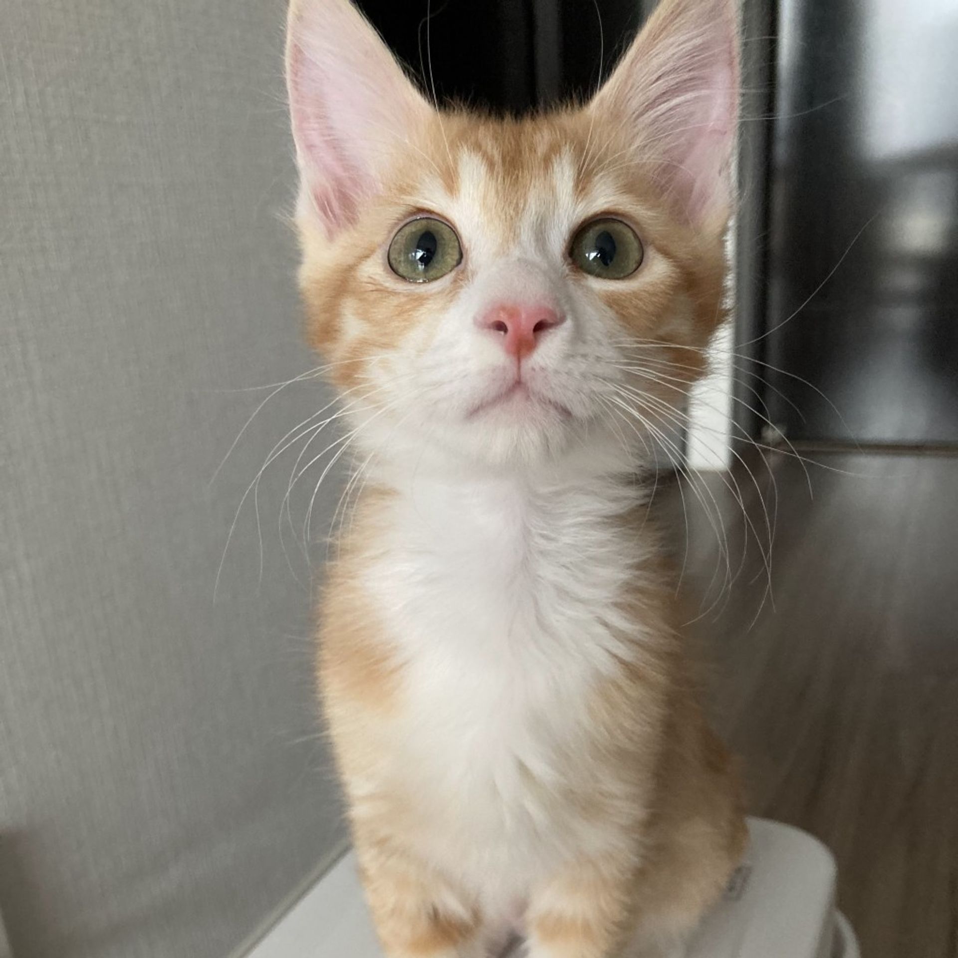雑種（ミックス猫）・オスの里親募集の写真