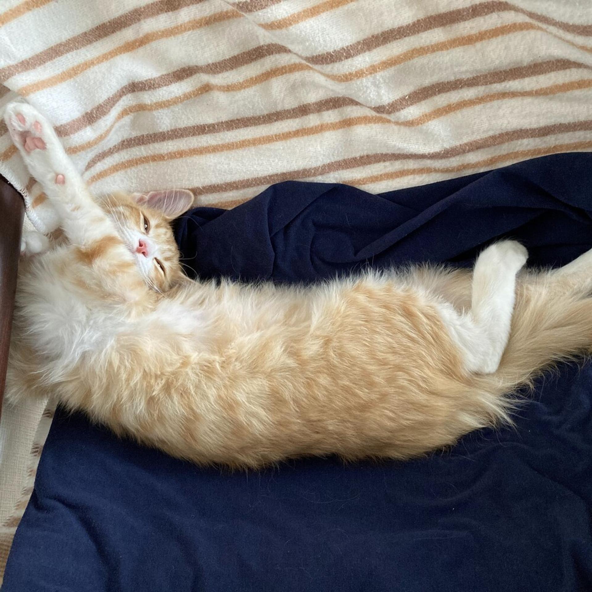 pet-image-9