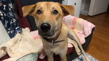 甘えん坊　 そよぎ