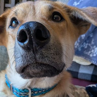 雑種（ミックス犬）・オスの里親募集の写真