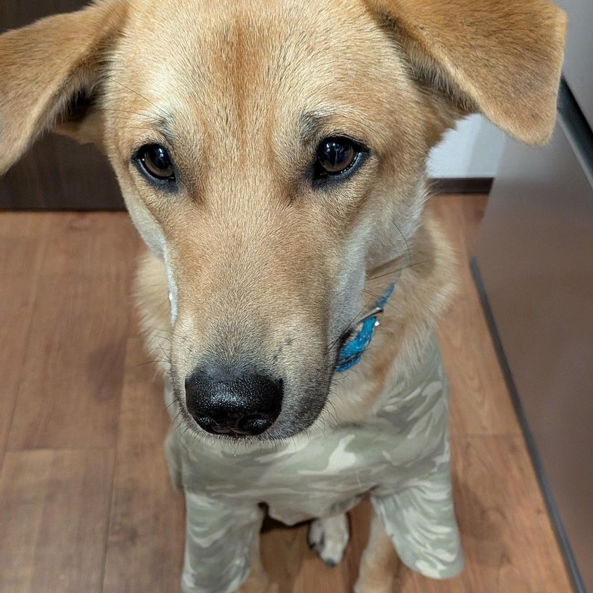 pet-image-2