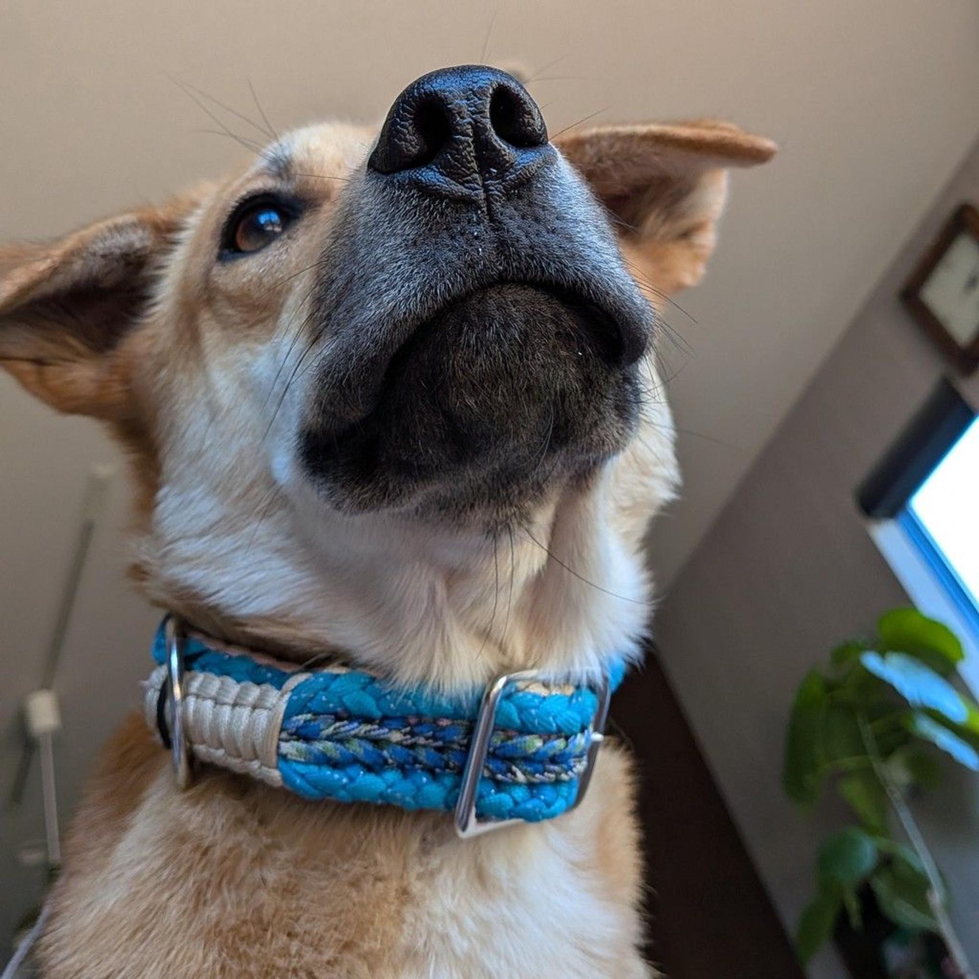 pet-image-5