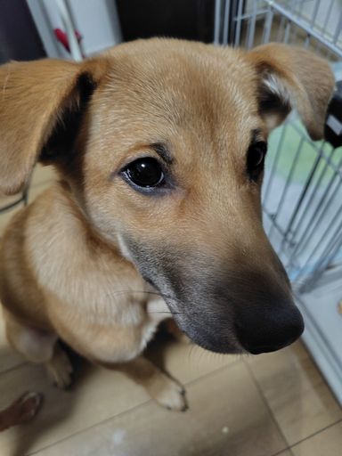 わんぱく元気な子犬、梵(そよぎ)です