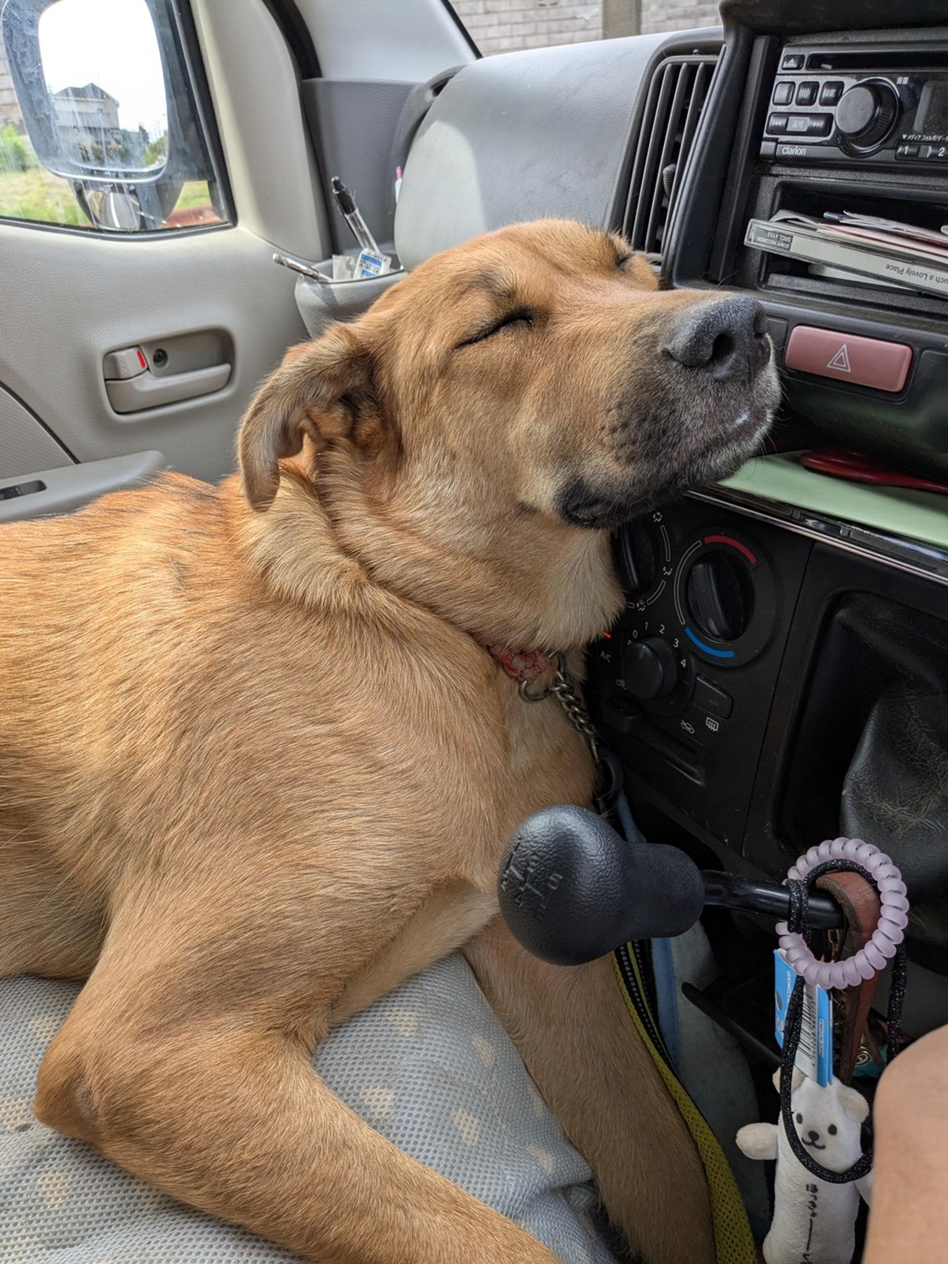 pet-image-2