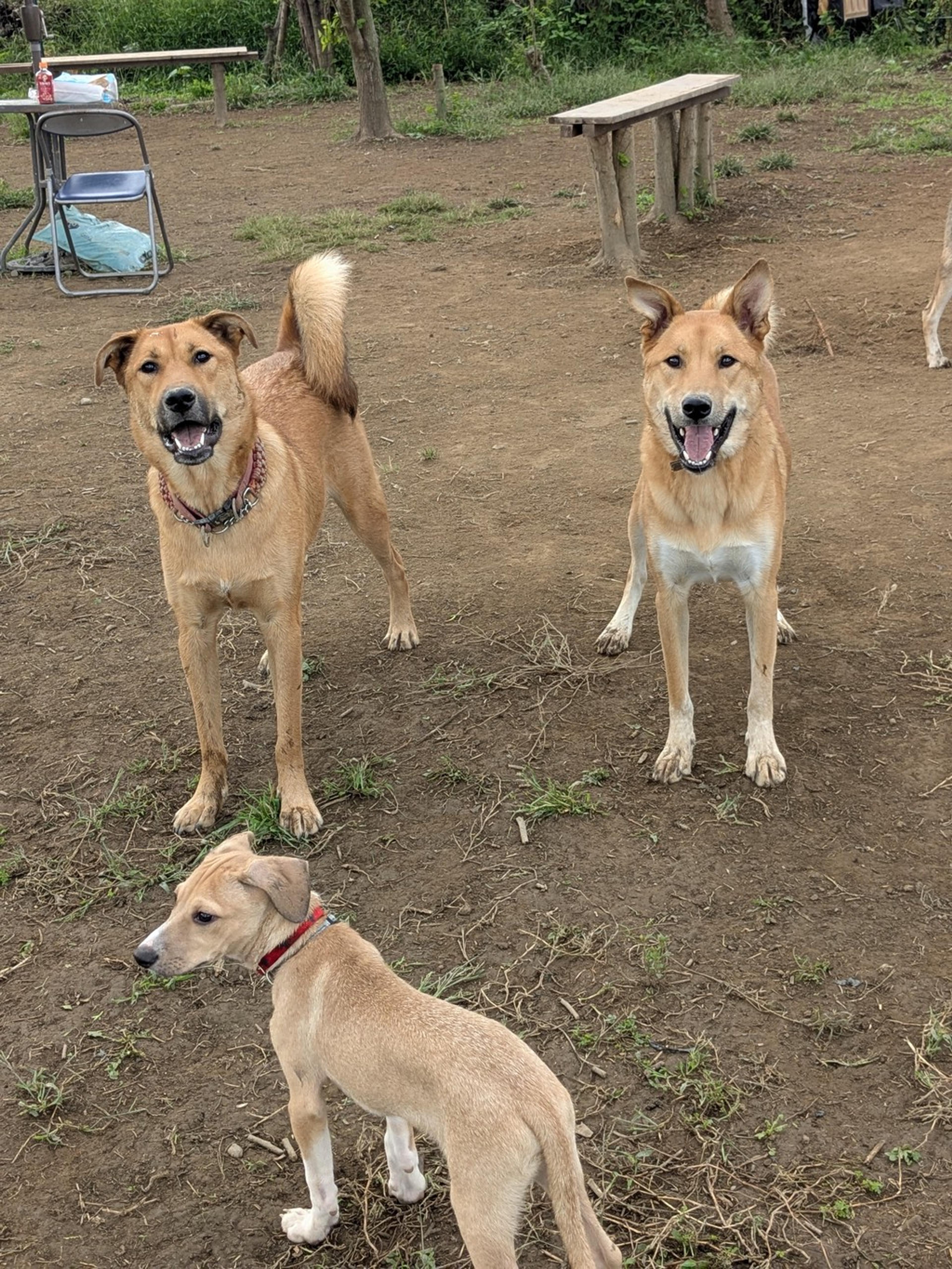 pet-image-4