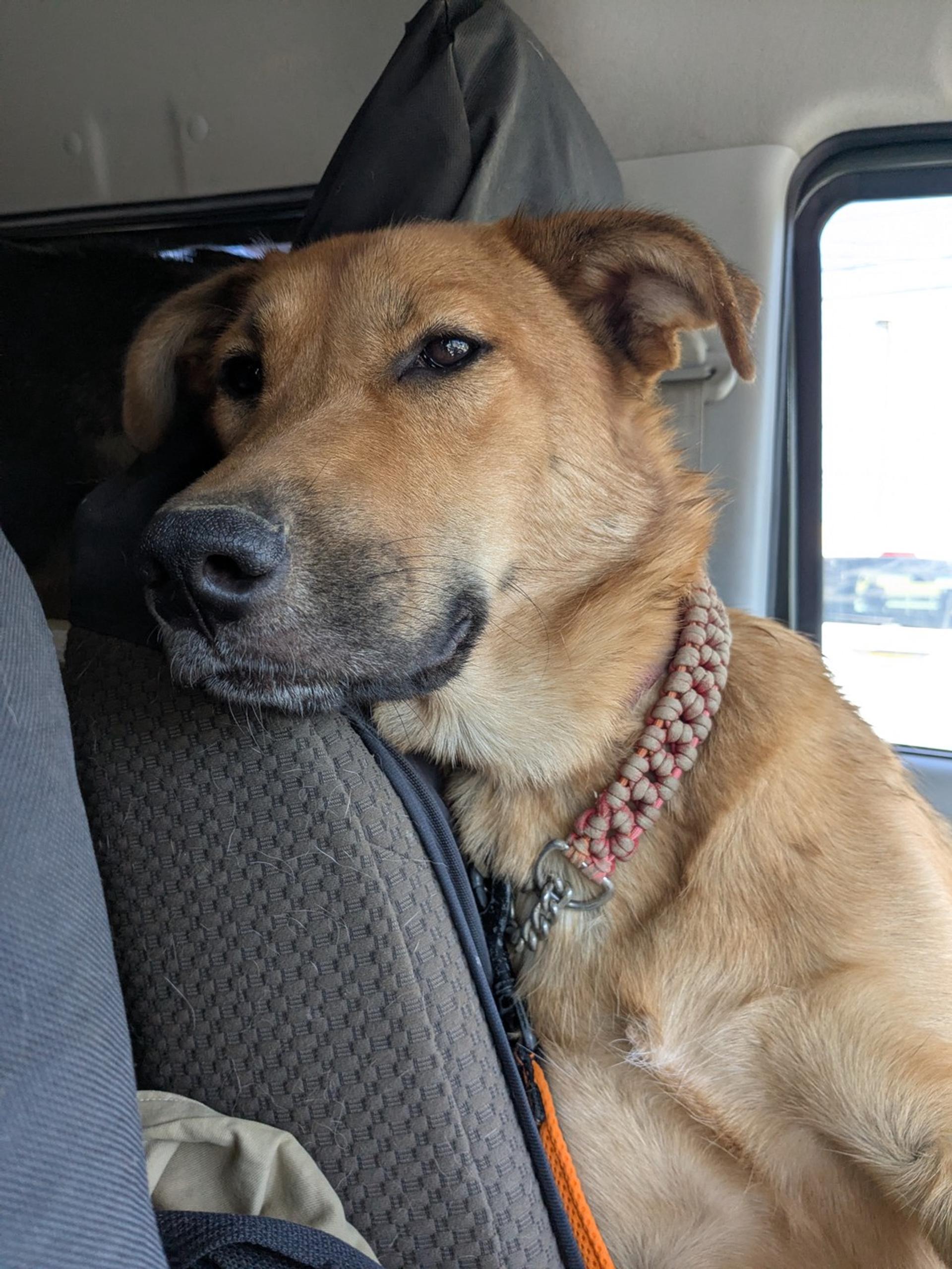 pet-image-5