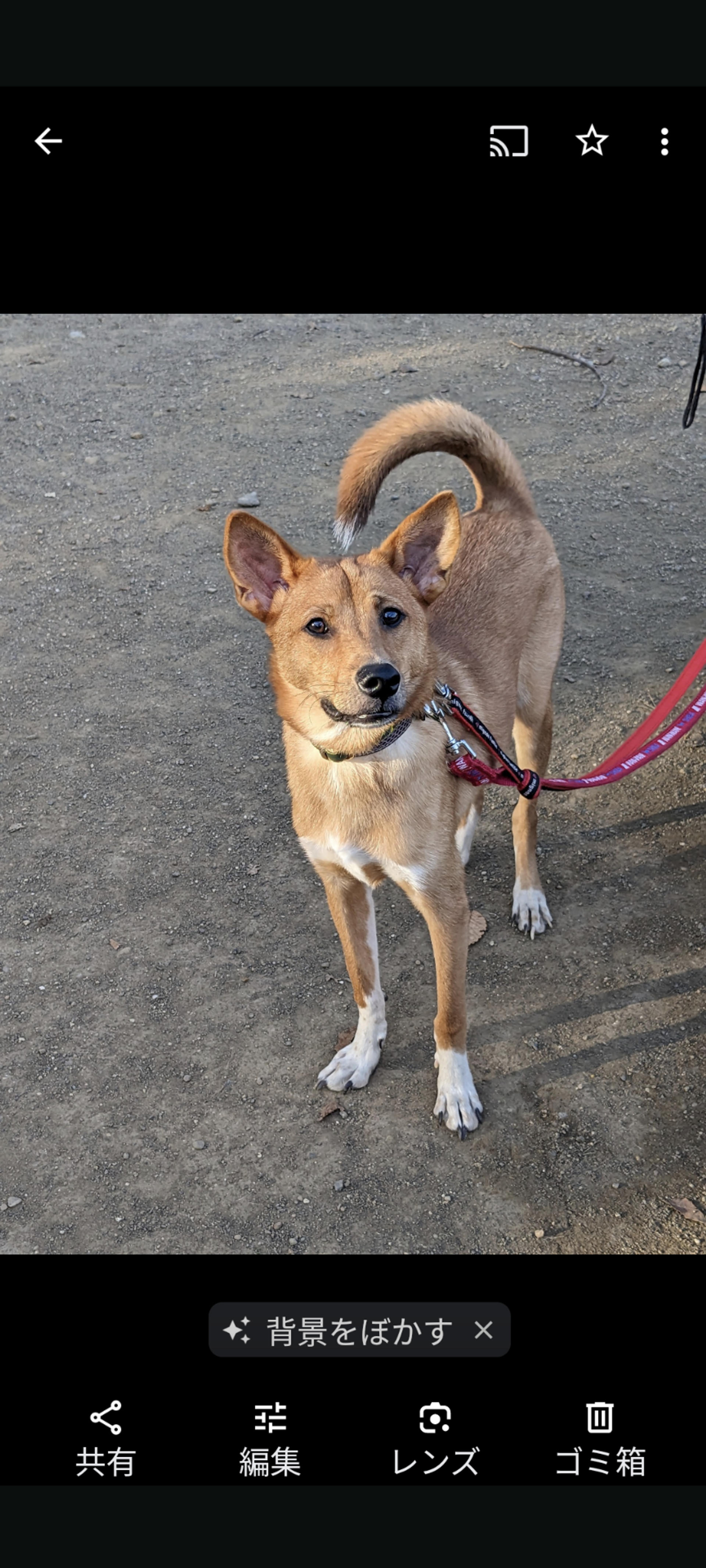 pet-image-2