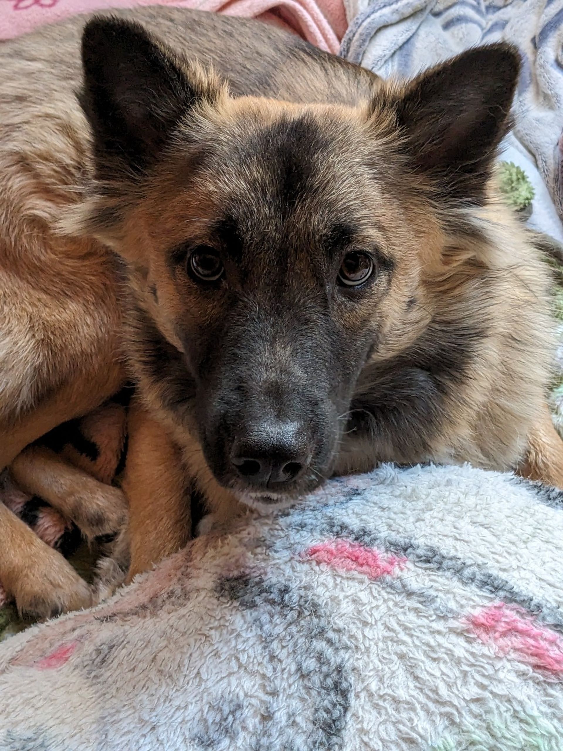 雑種（ミックス犬）・オスの里親募集の写真