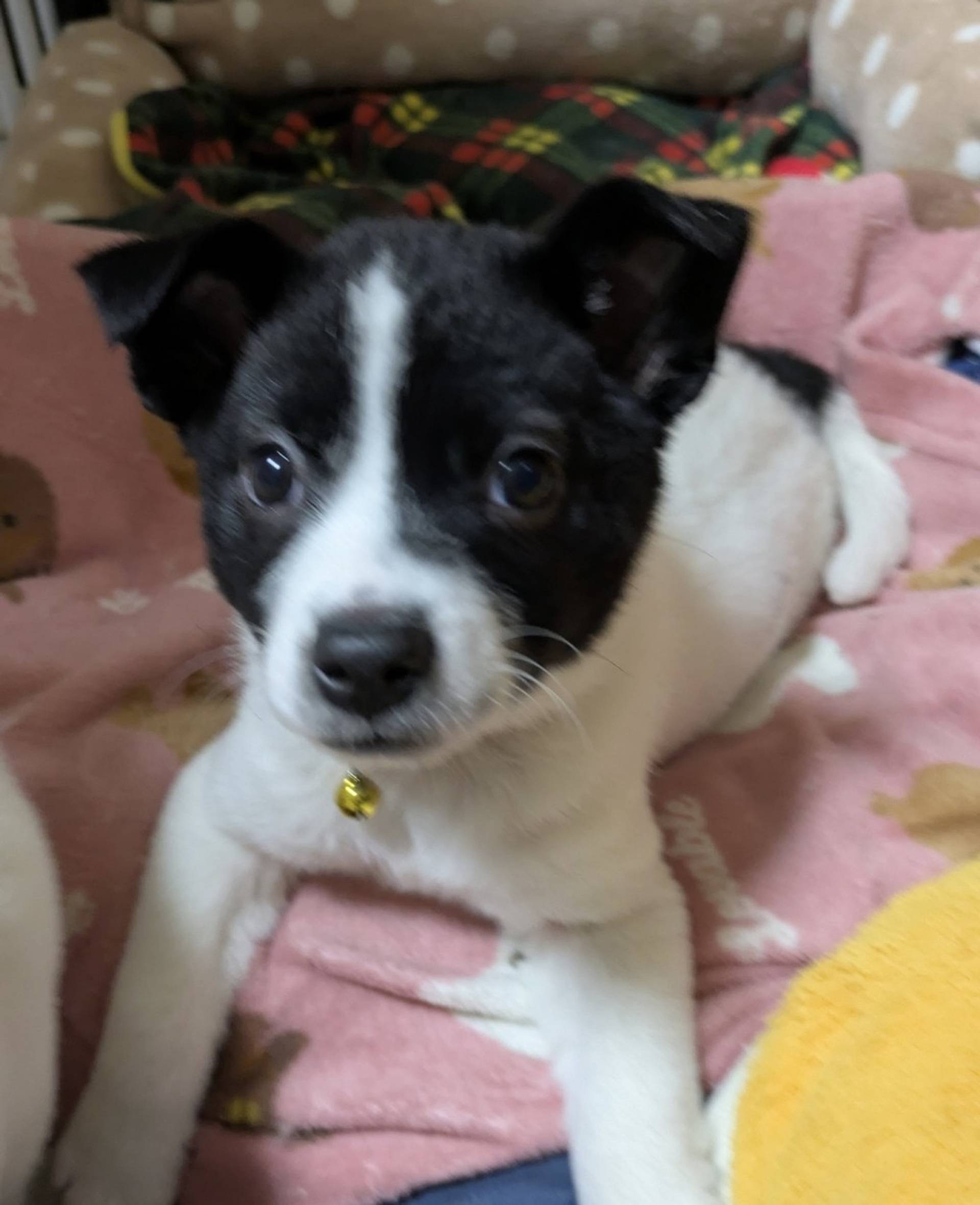 雑種（ミックス犬）・メスの里親募集の写真
