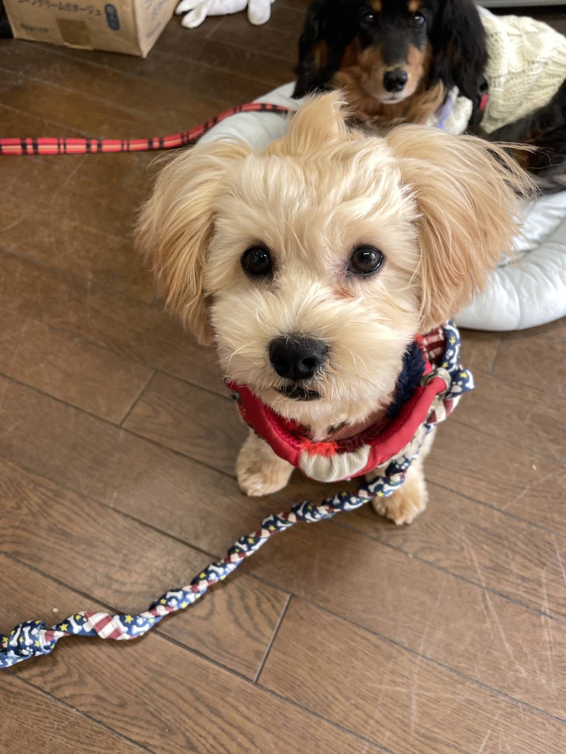 雑種（ミックス犬）・オスの里親募集の写真