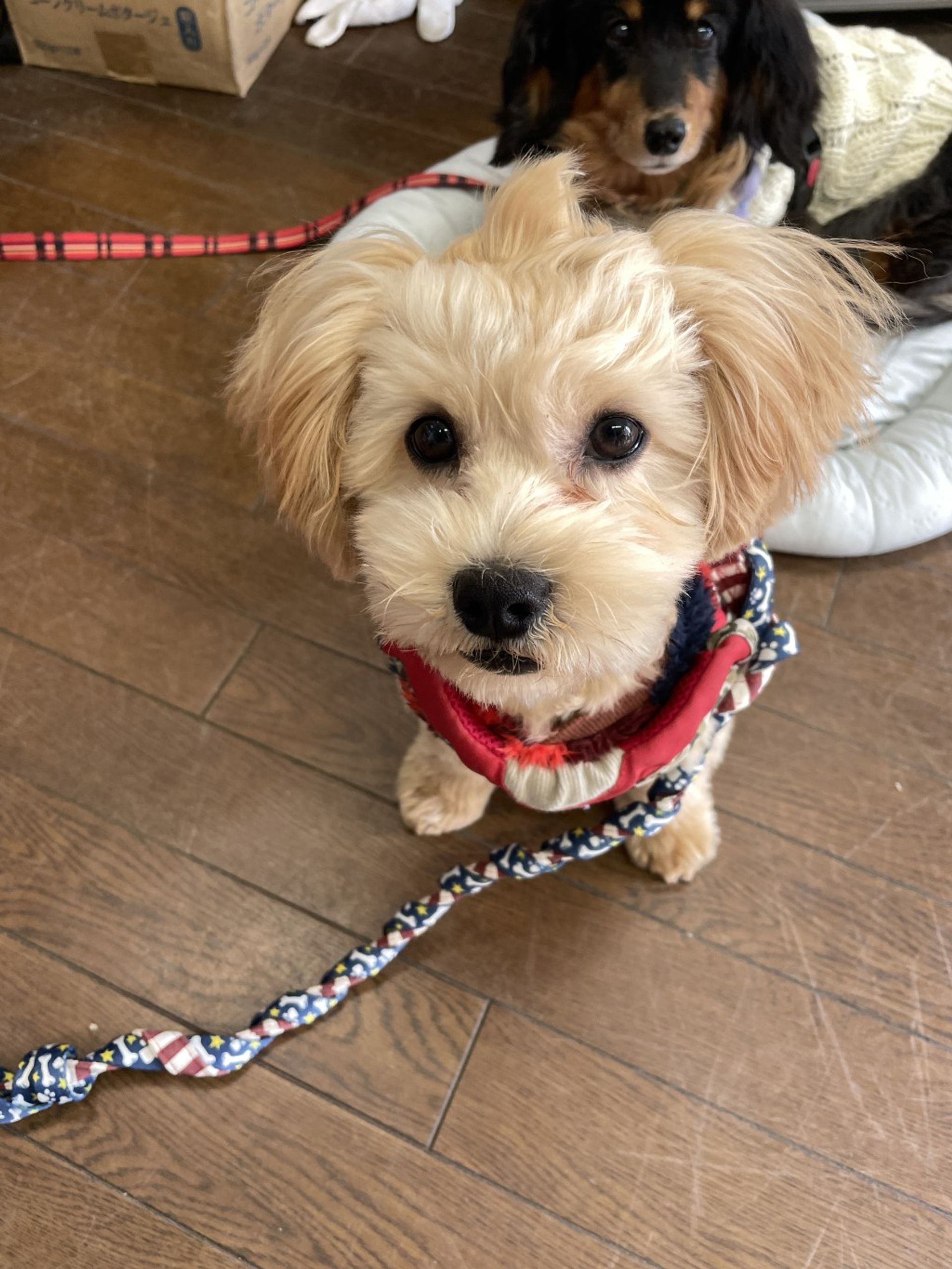 雑種（ミックス犬）・オスの里親募集の写真
