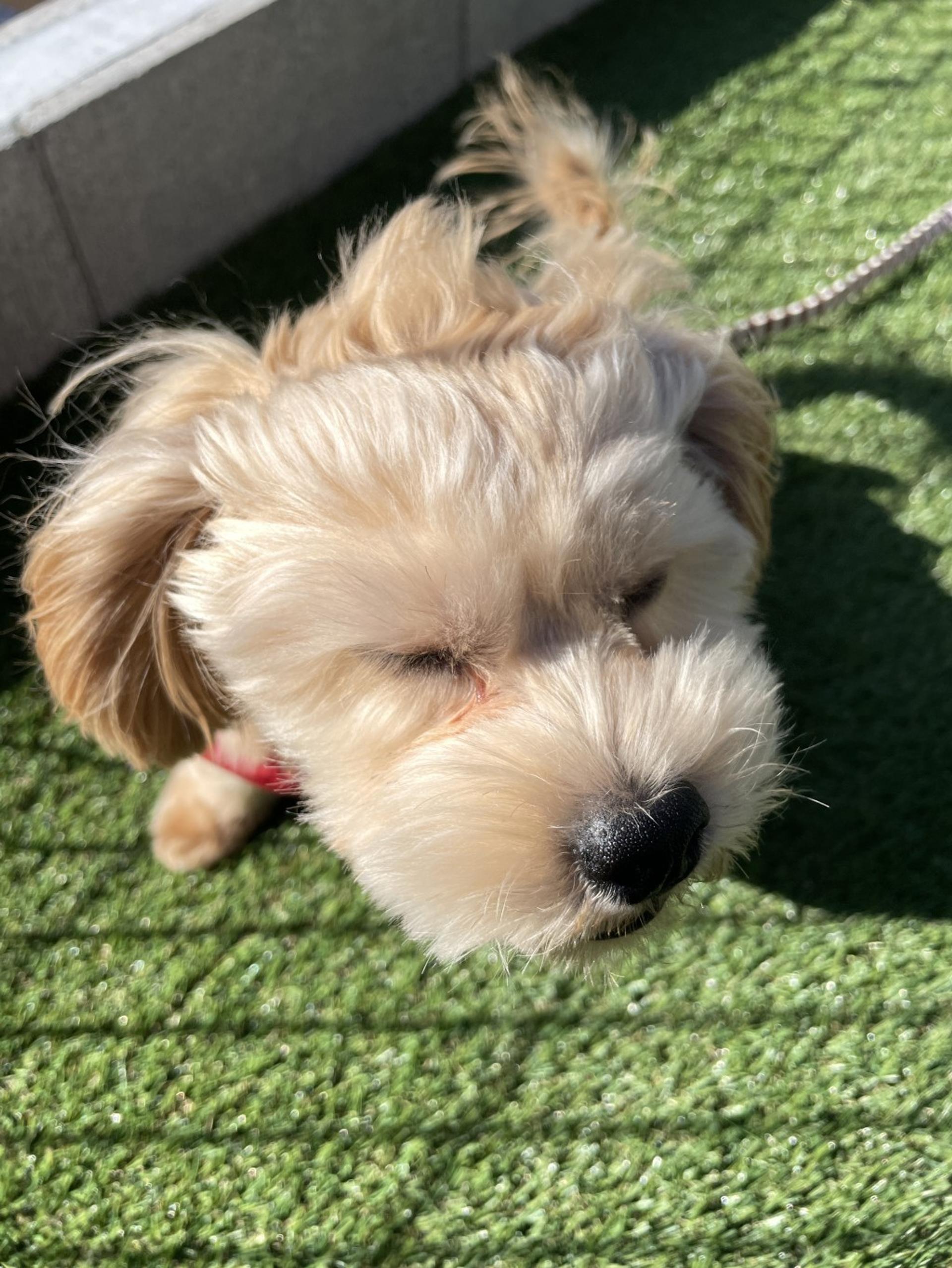 pet-image-2