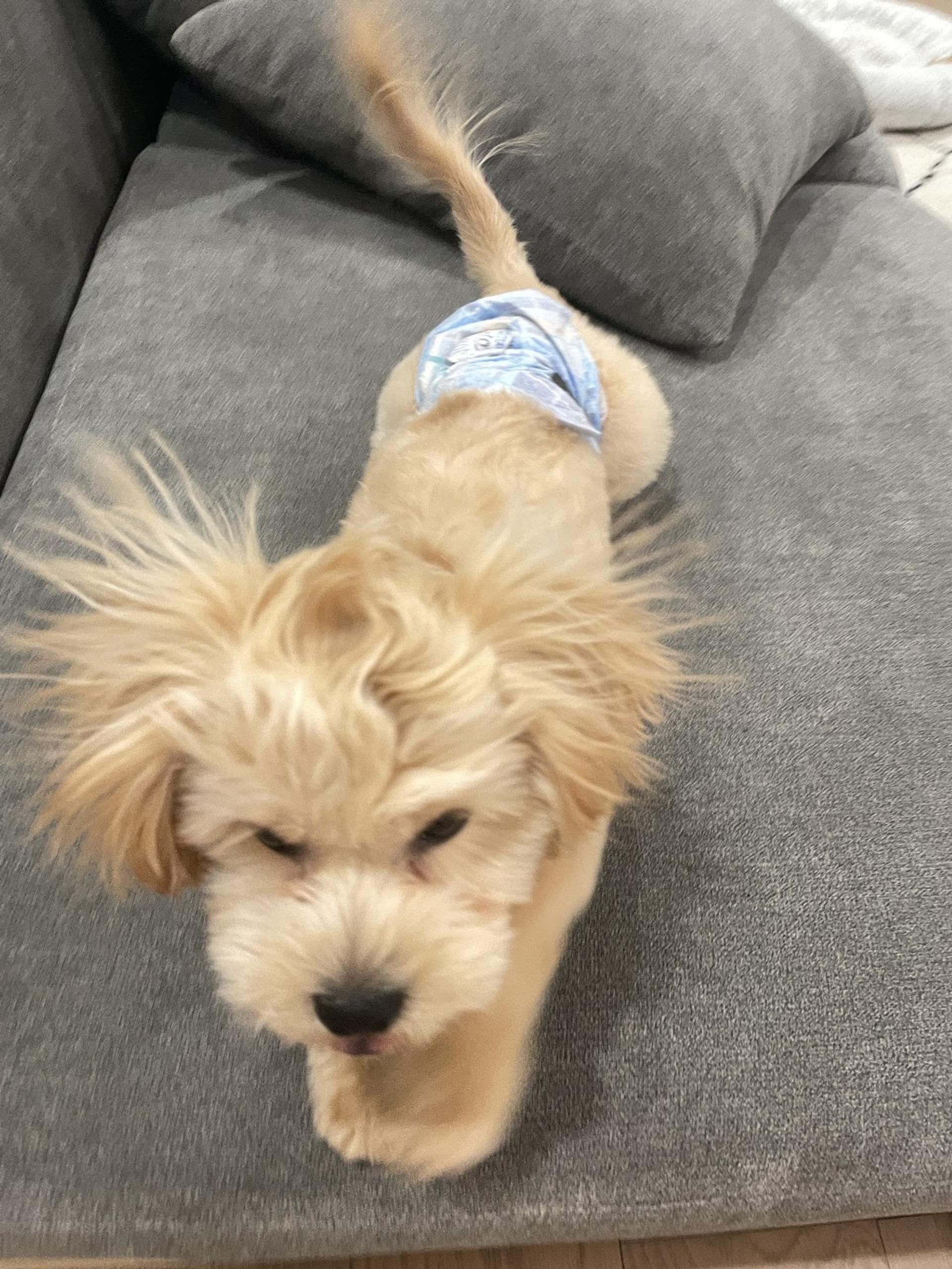 pet-image-3