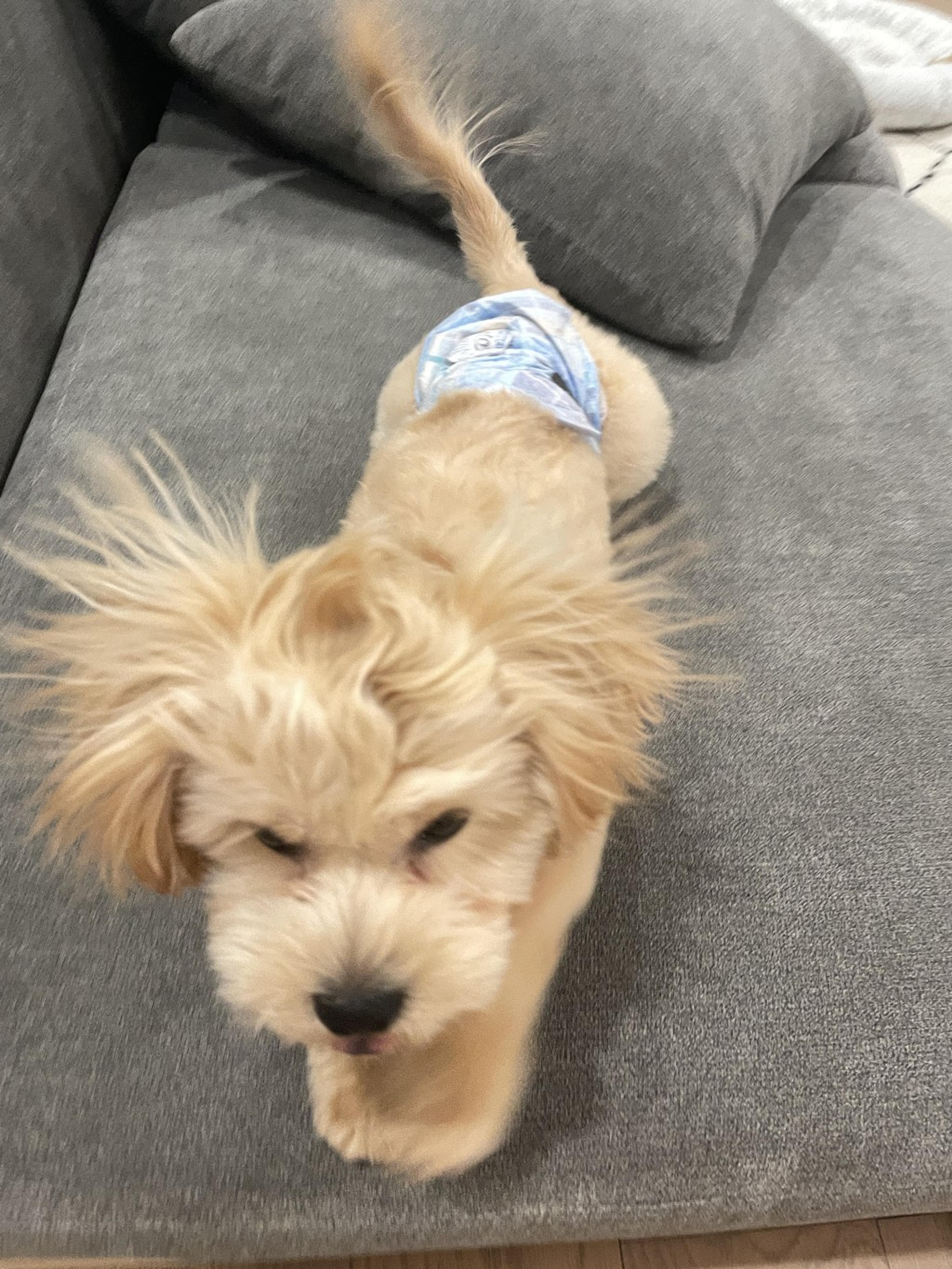 pet-image-3