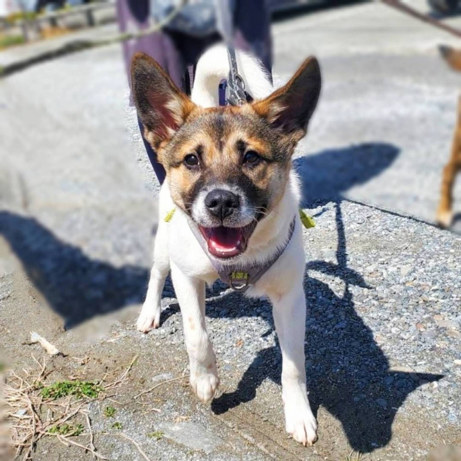 雑種（ミックス犬）・オスの里親募集の写真