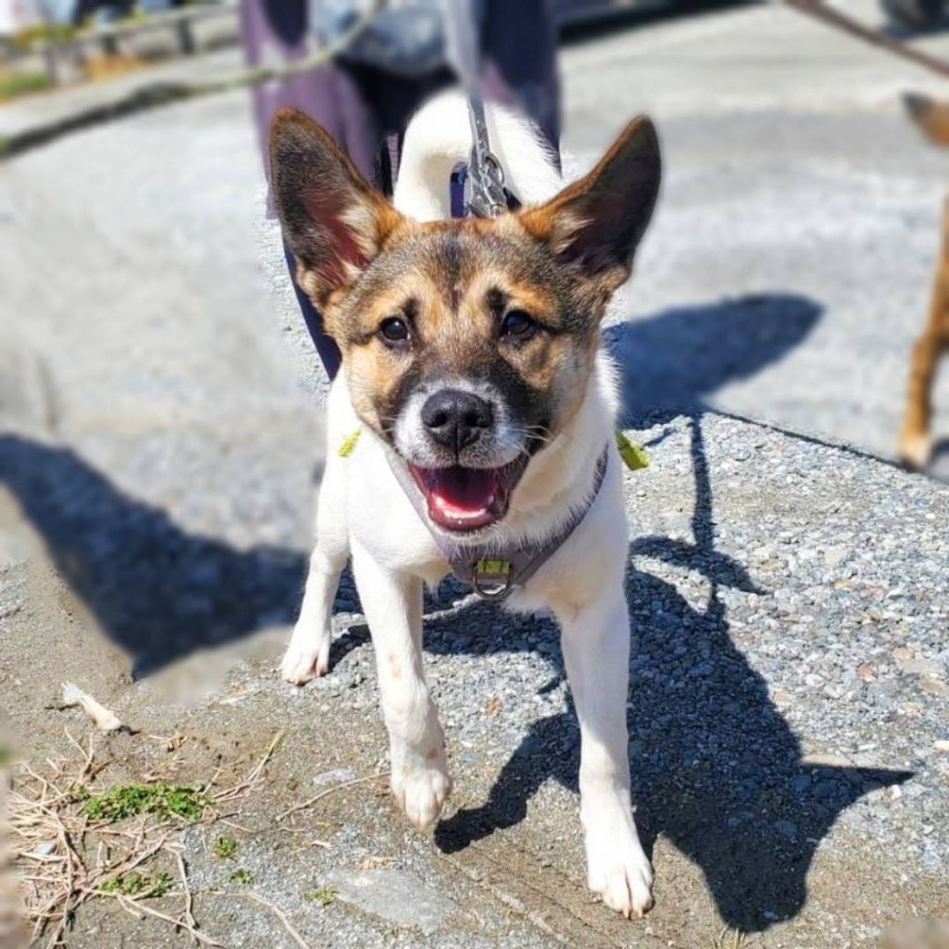 雑種（ミックス犬）・オスの里親募集の写真