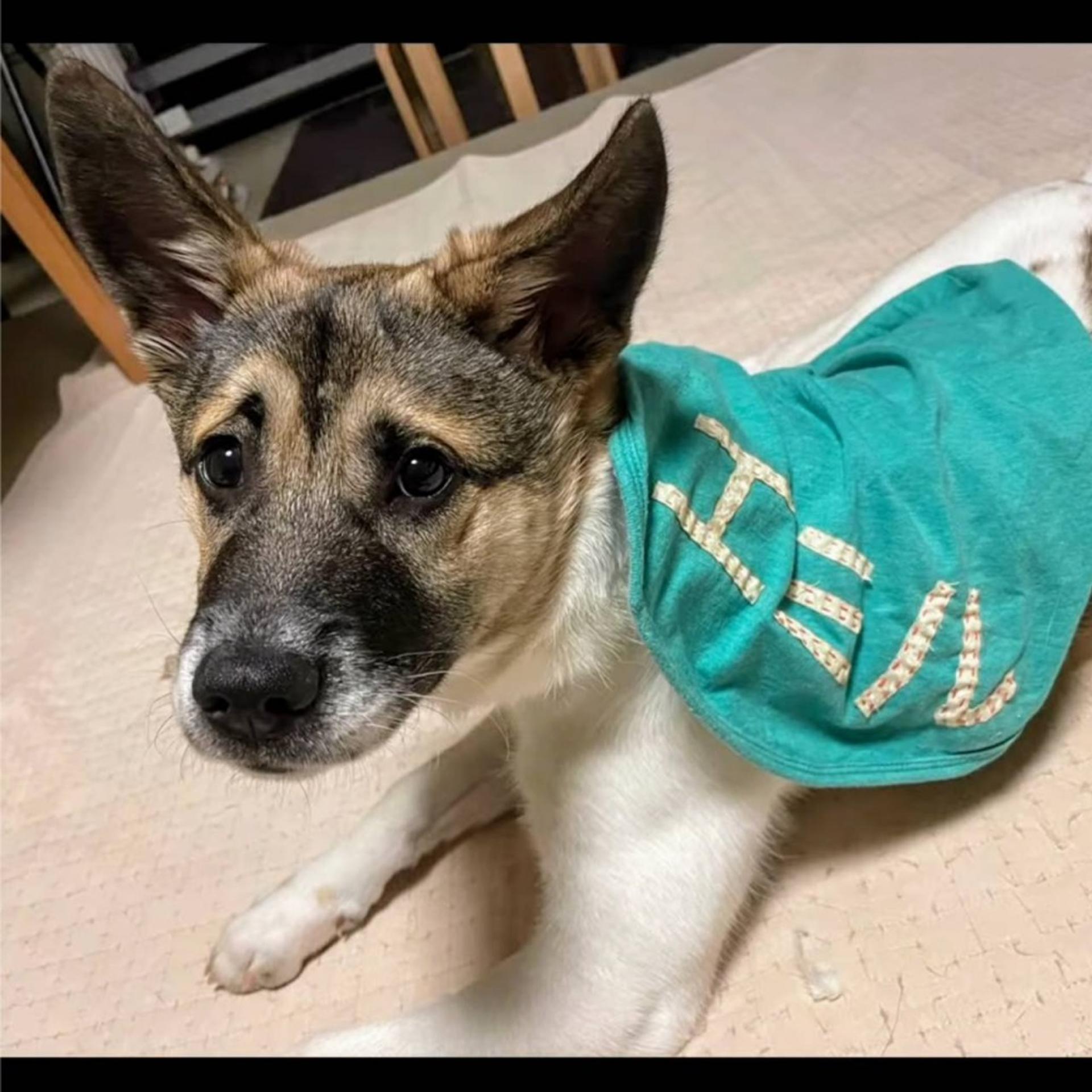 pet-image-4